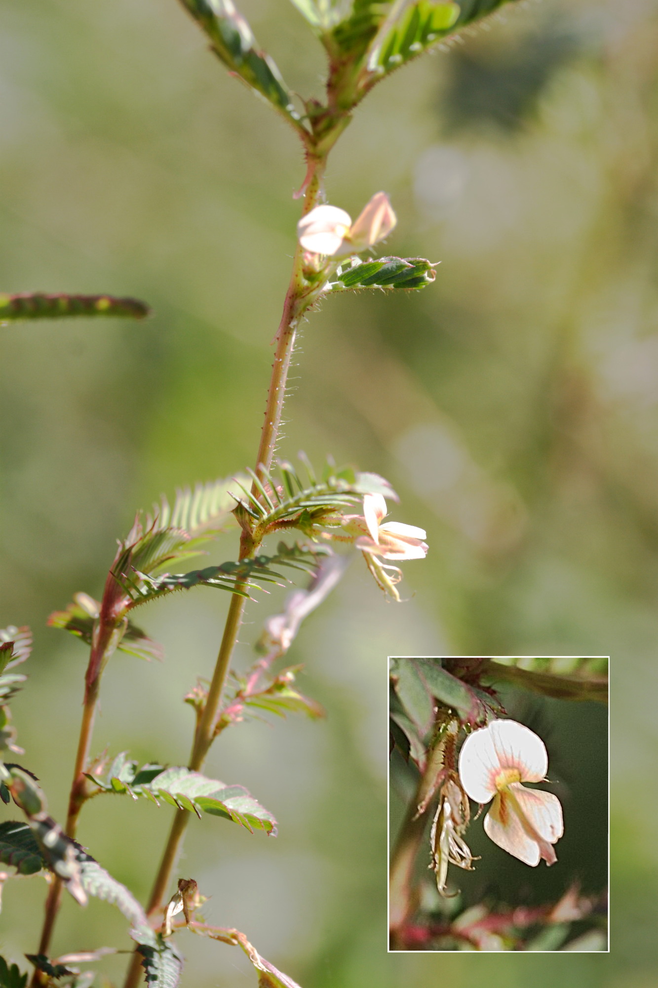 Afficher le média aeschynomene_americana1md aeschynomene_americana1md