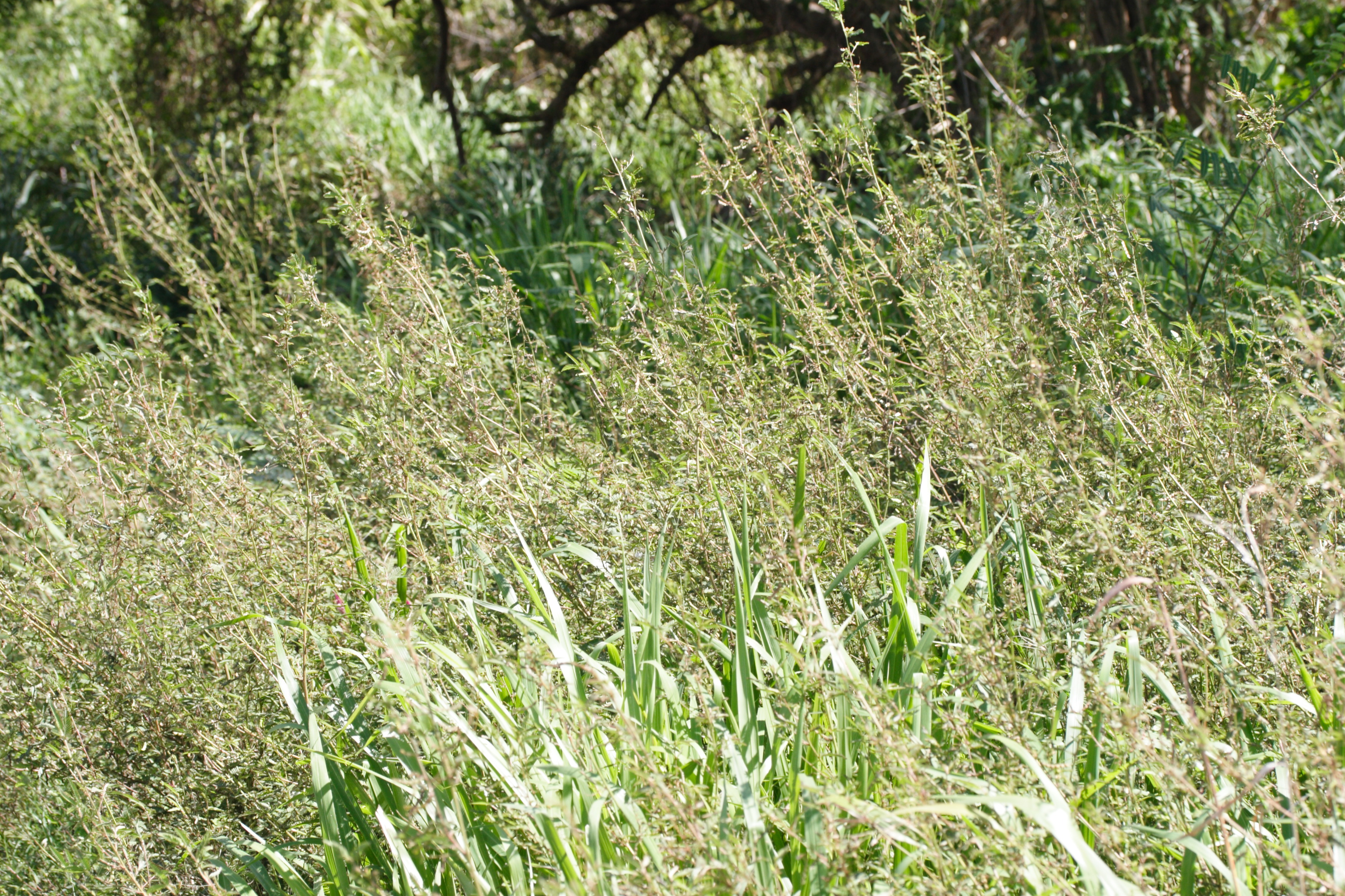 Afficher le média aeschynomene_americana2md aeschynomene_americana2md