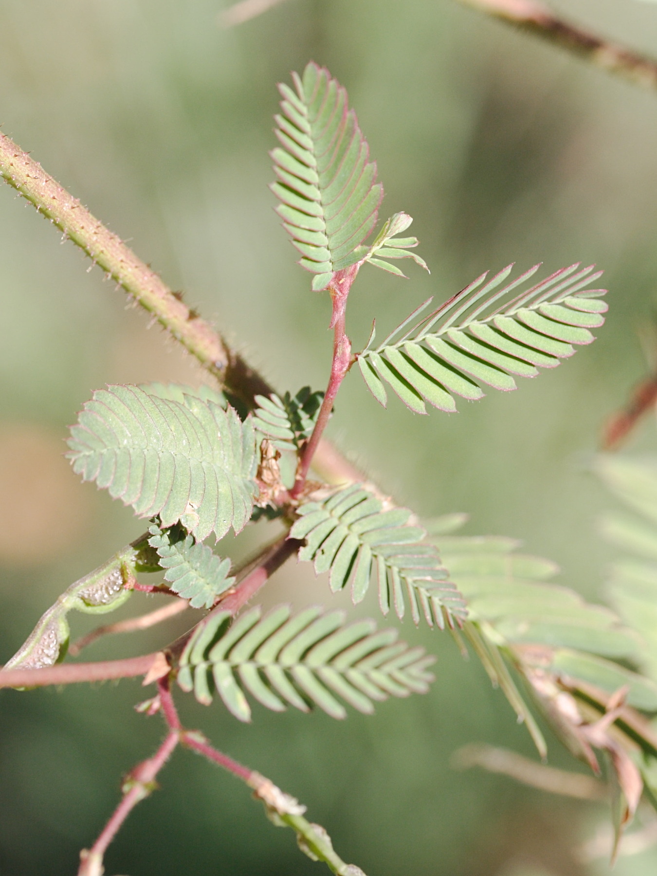 Afficher le média aeschynomene_americana3md aeschynomene_americana3md