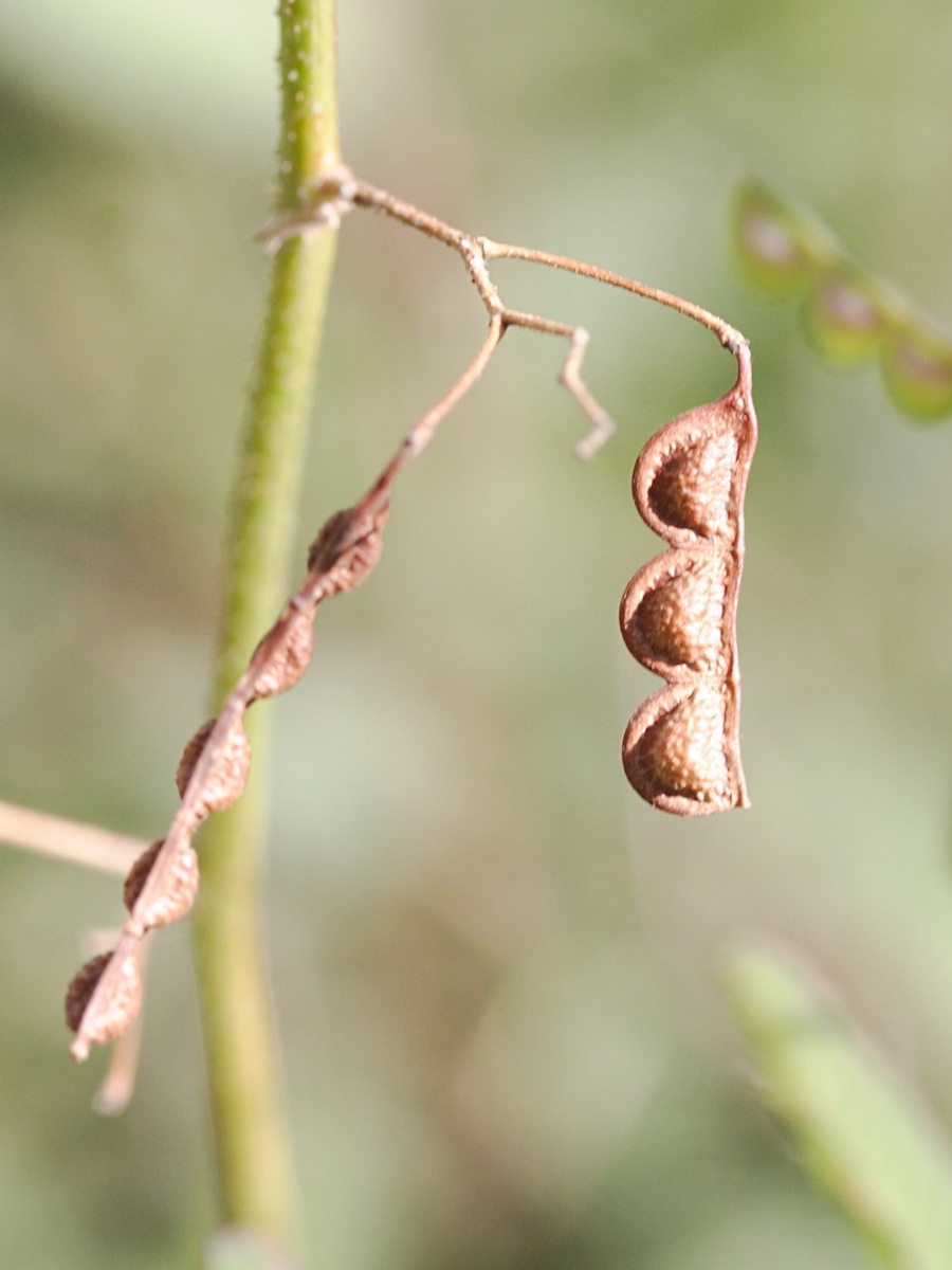 Afficher le média aeschynomene_americana4md aeschynomene_americana4md