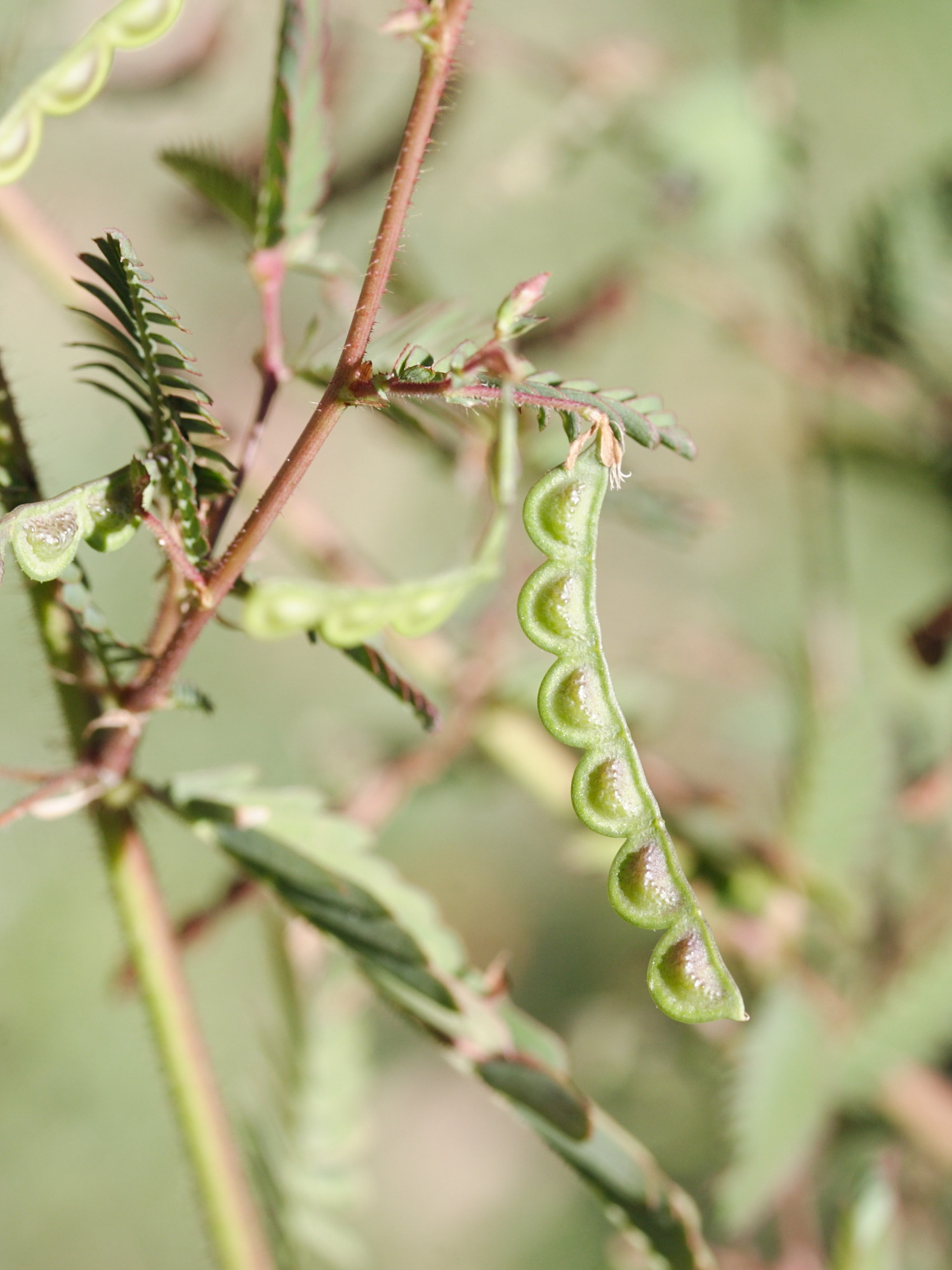 Afficher le média aeschynomene_americana5md aeschynomene_americana5md