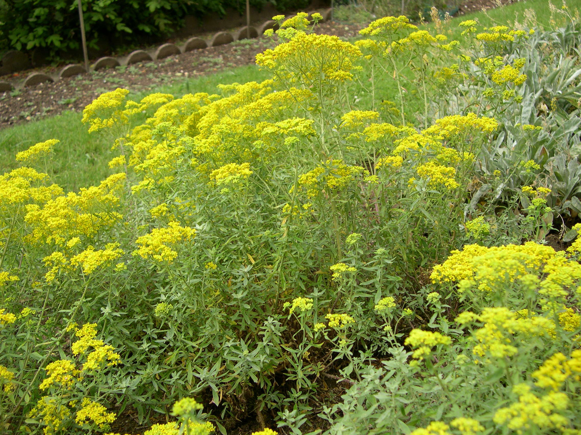 alyssum_argenteum1md