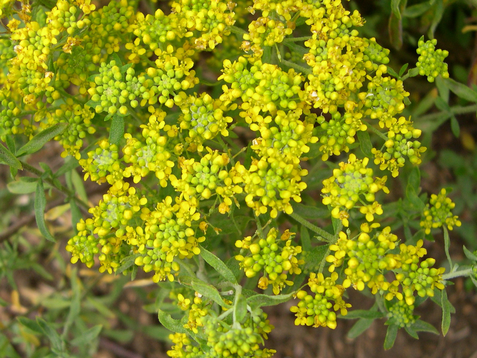 alyssum_argenteum2md