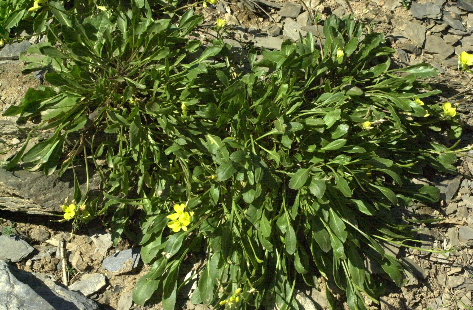 Afficher le média brassica_repanda1md brassica_repanda1md