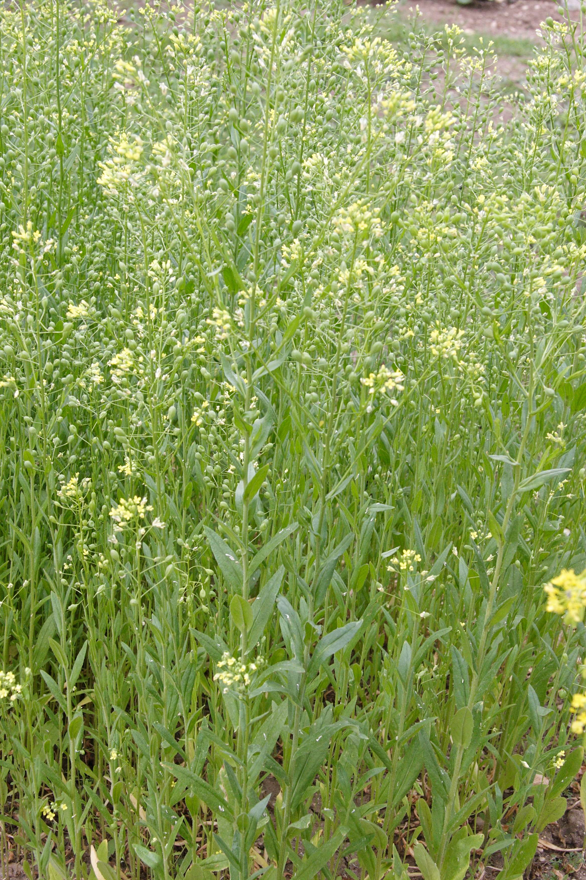 Afficher le média camelina_sativa1md camelina_sativa1md