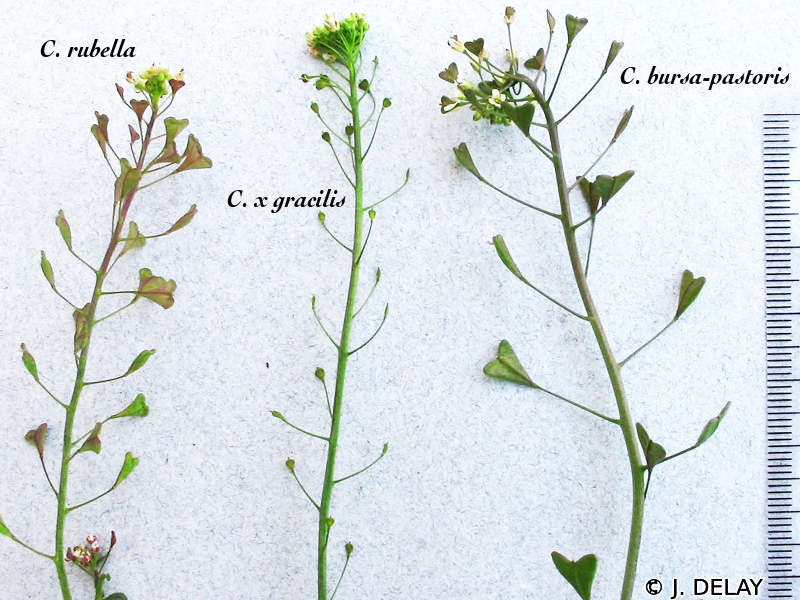 Afficher le média capsella_x_gracilis1jd capsella_x_gracilis1jd