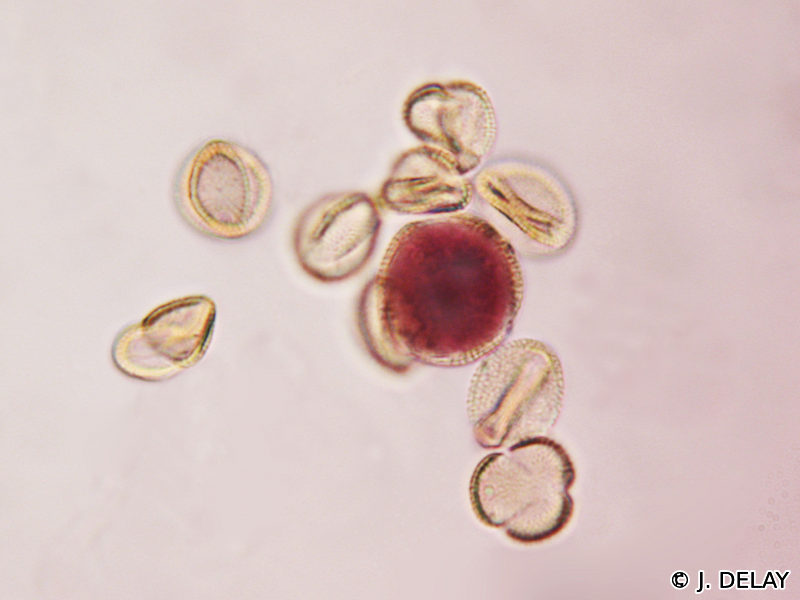 Afficher le média capsella_x_gracilis2jd capsella_x_gracilis2jd