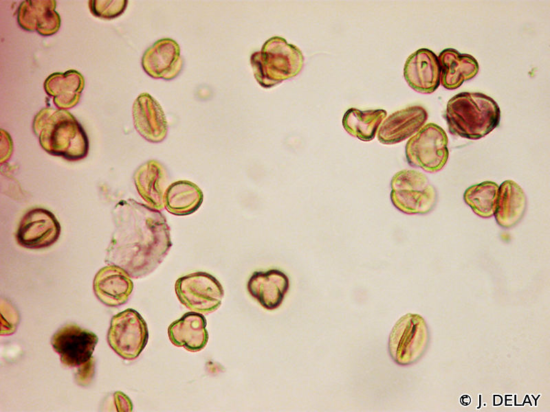 Afficher le média capsella_x_gracilis3jd capsella_x_gracilis3jd