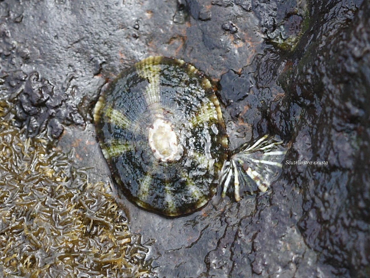 cellana_cylindrica1bd