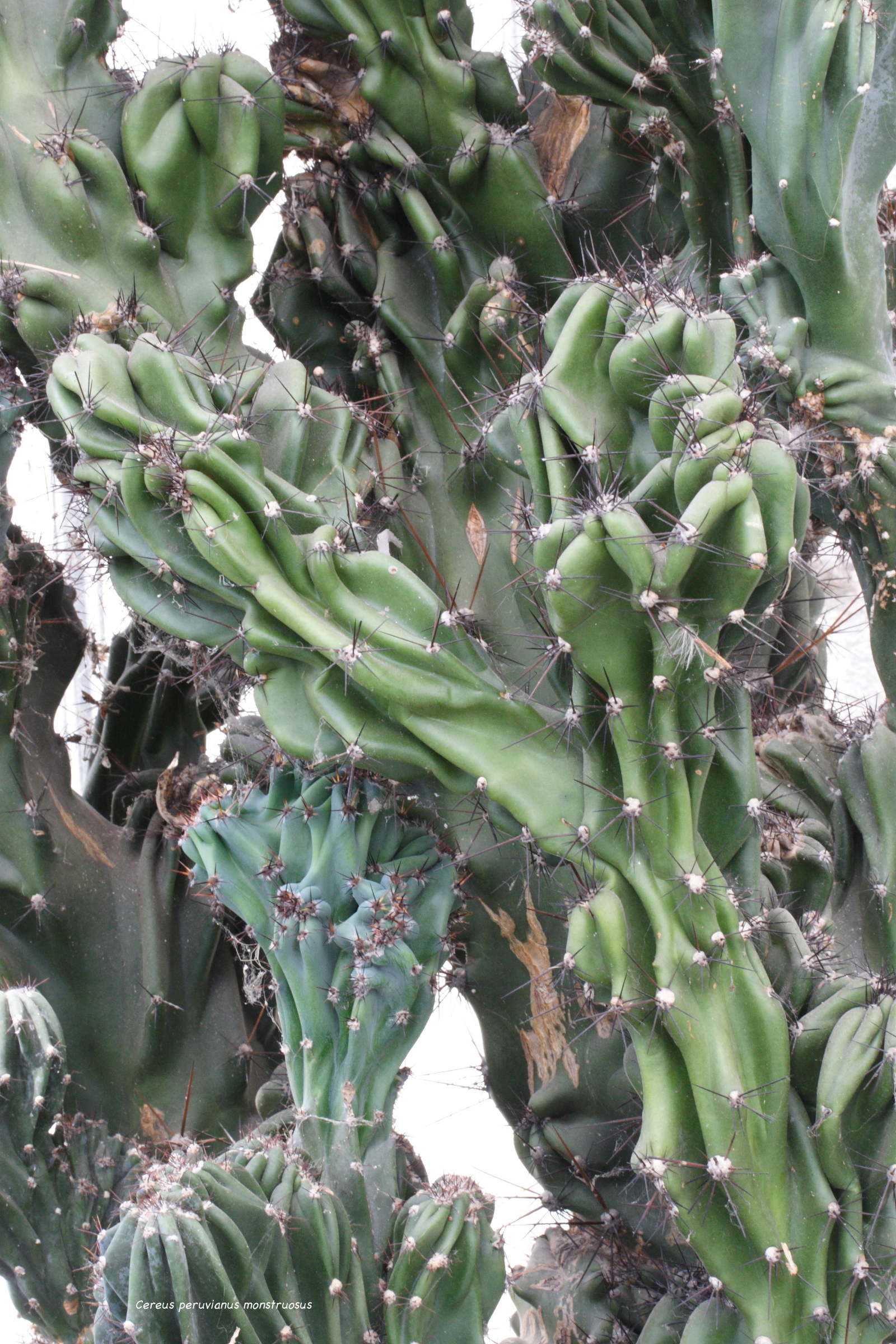 Afficher le média cereus_peruvianus_monstruosus1md cereus_peruvianus_monstruosus1md