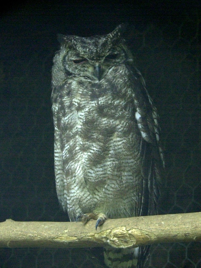 grand-duc_africain_-_bubo_africanus1md