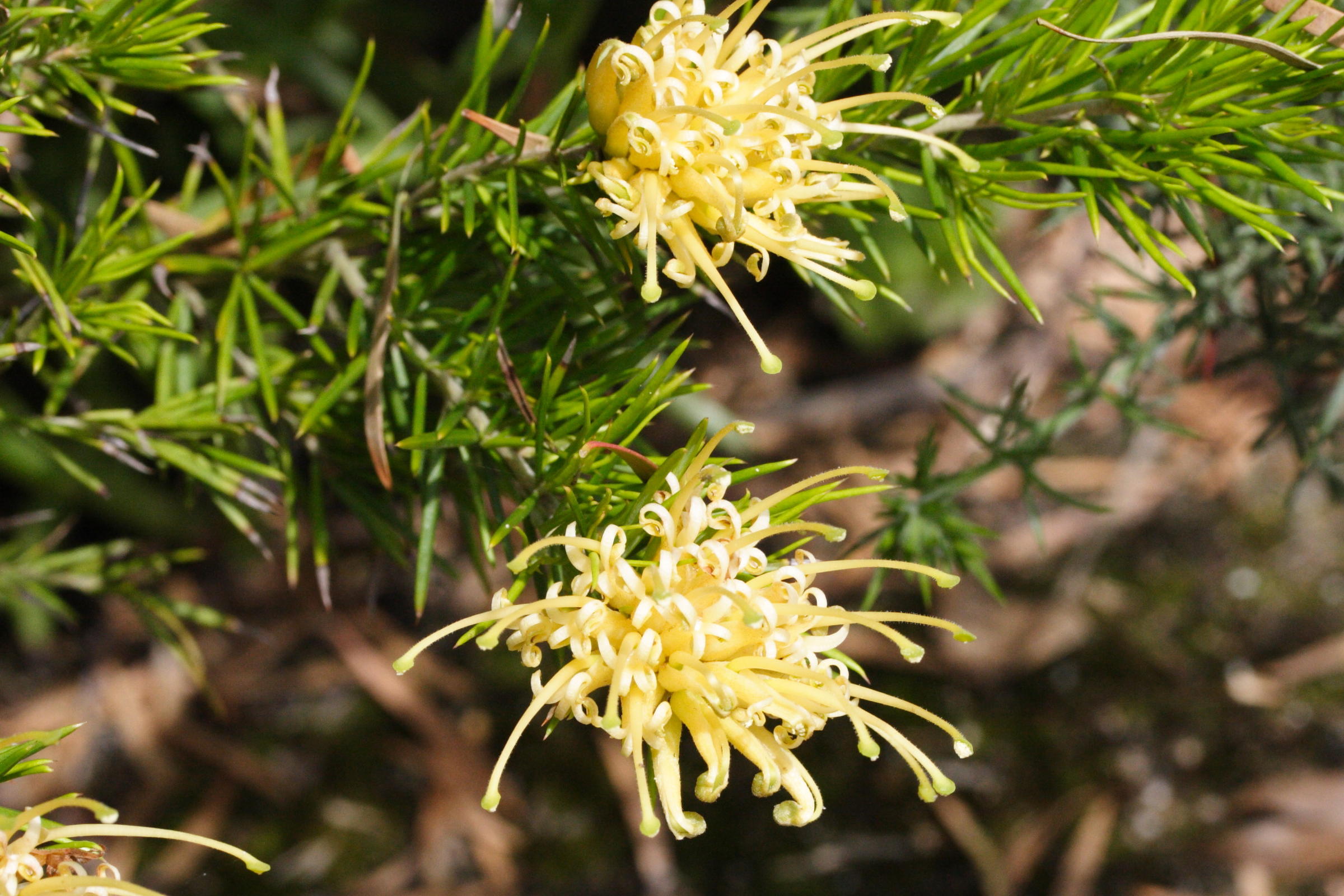 Afficher le média grevillea_juniperina_sulphurea1md grevillea_juniperina_sulphurea1md