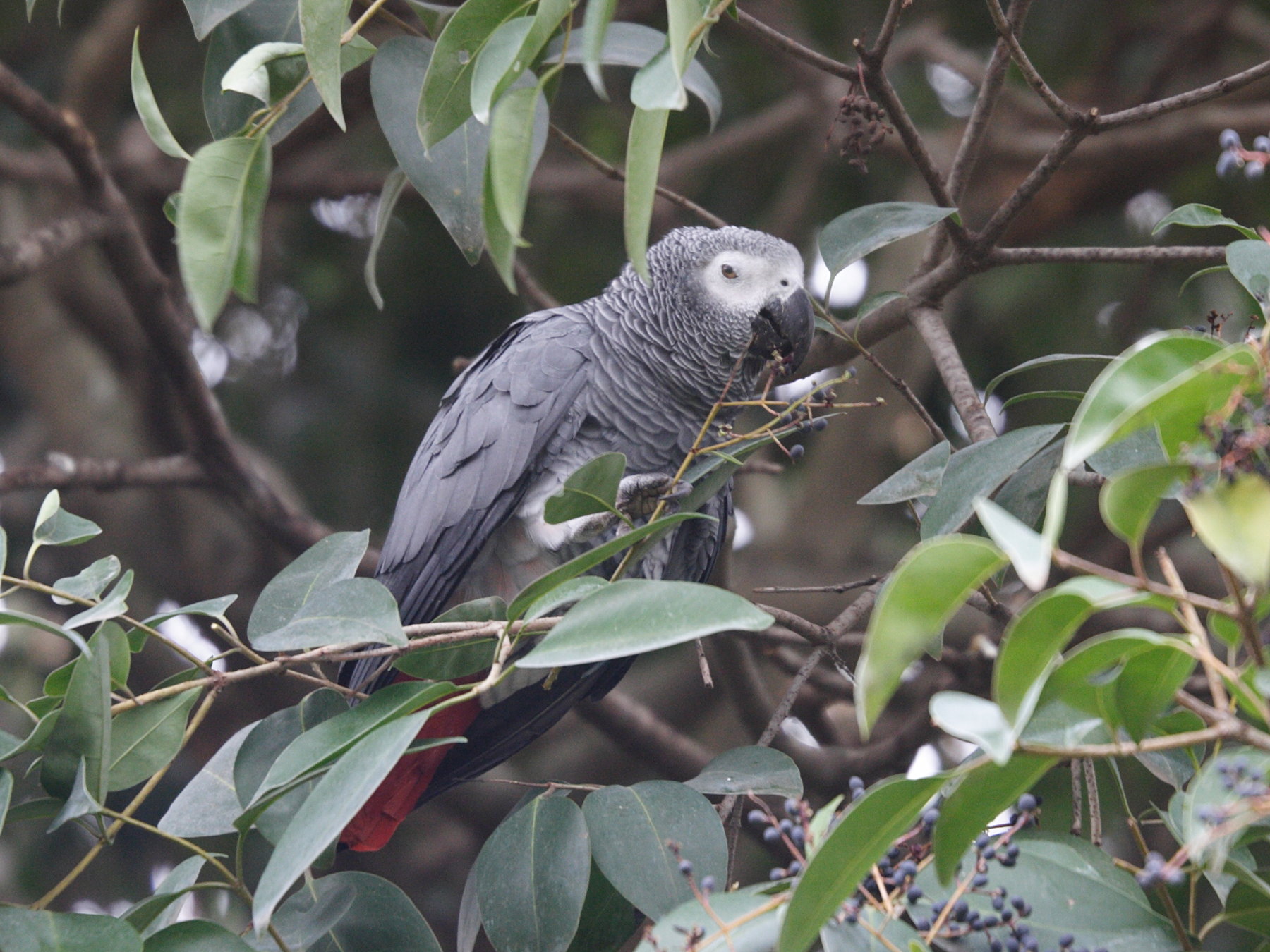 gris_du_gabon_-_psittacus_erythacus2md