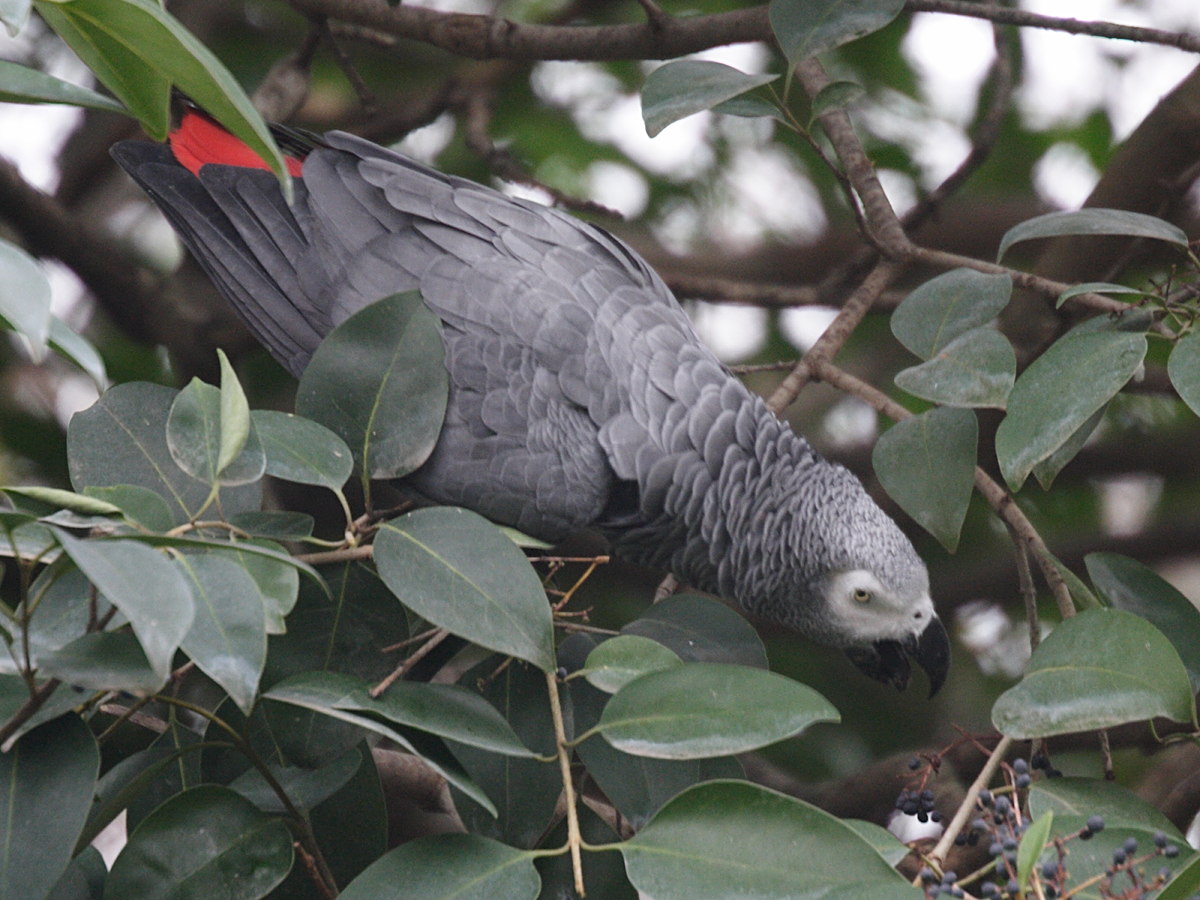 gris_du_gabon_-_psittacus_erythacus5md