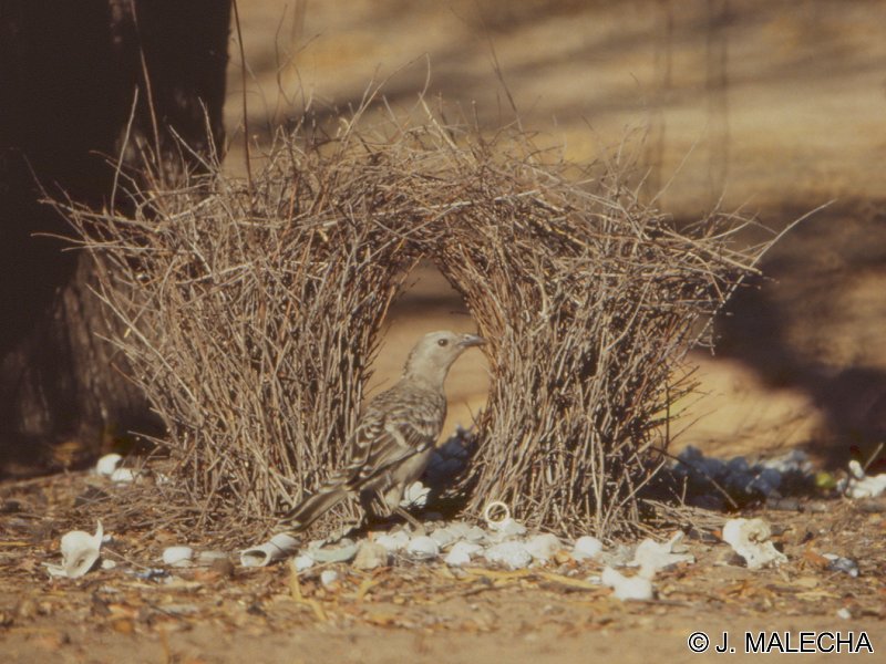 jardinier_a_nuque_rose_-_chlamydera_nuchalis1jm