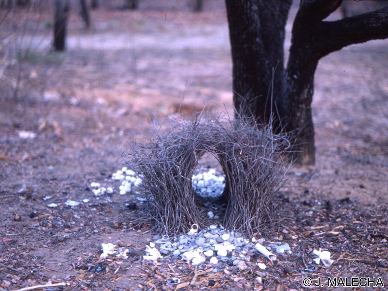 jardinier_a_nuque_rose_-_chlamydera_nuchalis2jm