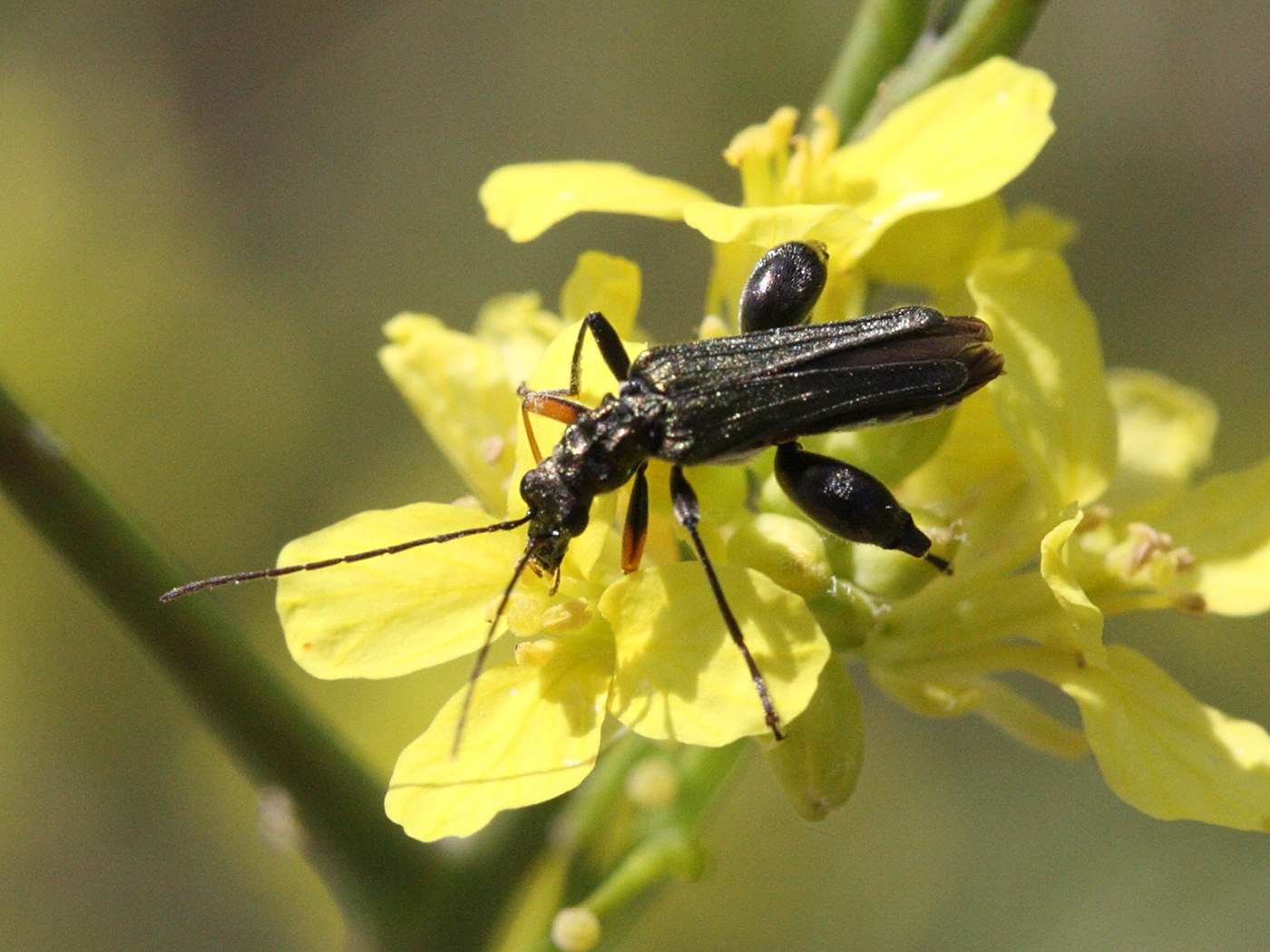 oedemera_flavipes1md
