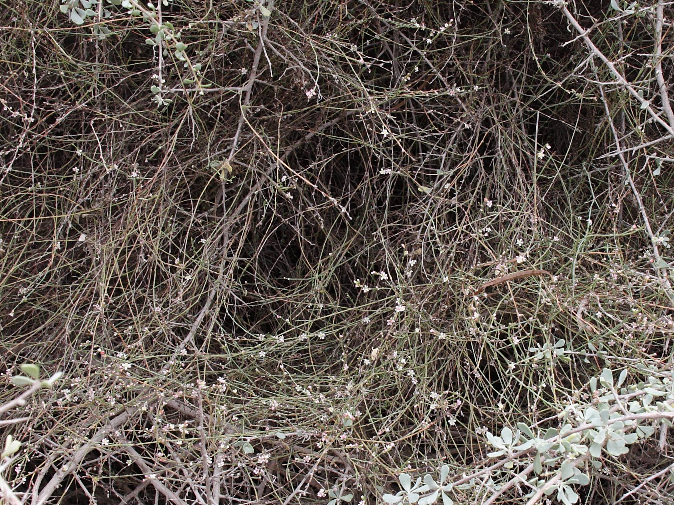 Afficher le média polygonum_equisetiforme1bd polygonum_equisetiforme1bd