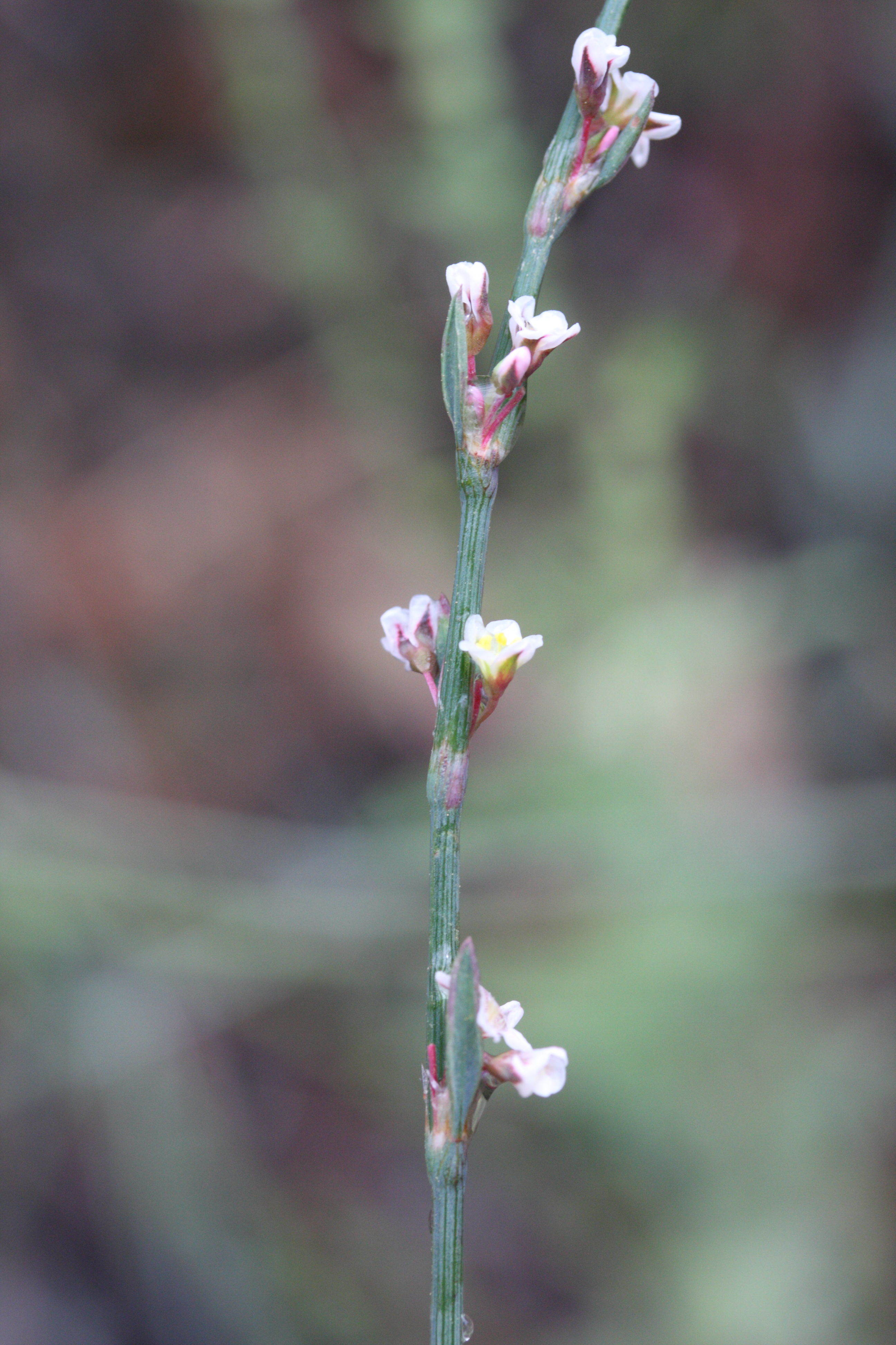 Afficher le média polygonum_equisetiforme1md polygonum_equisetiforme1md