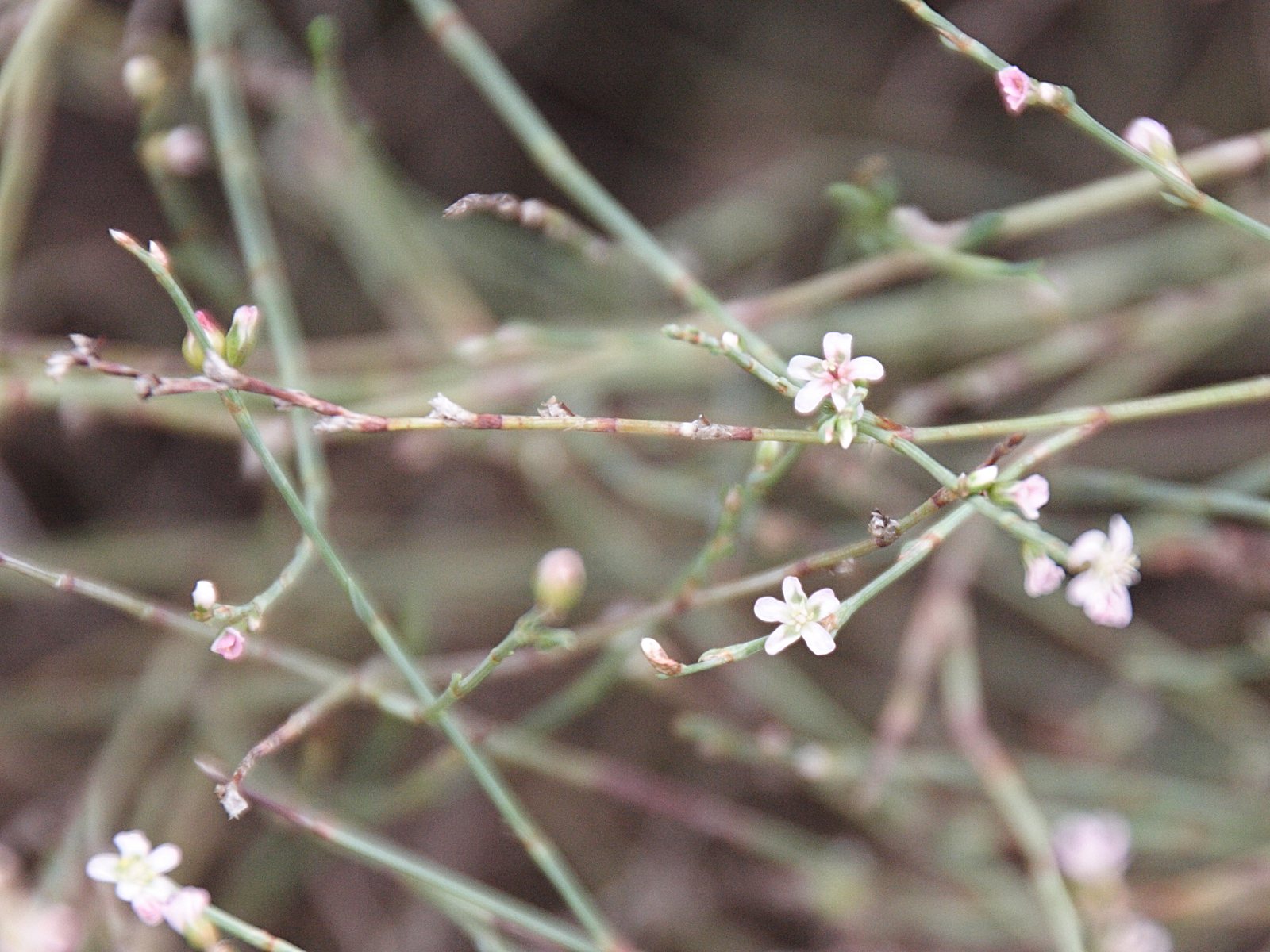 Afficher le média polygonum_equisetiforme2bd polygonum_equisetiforme2bd