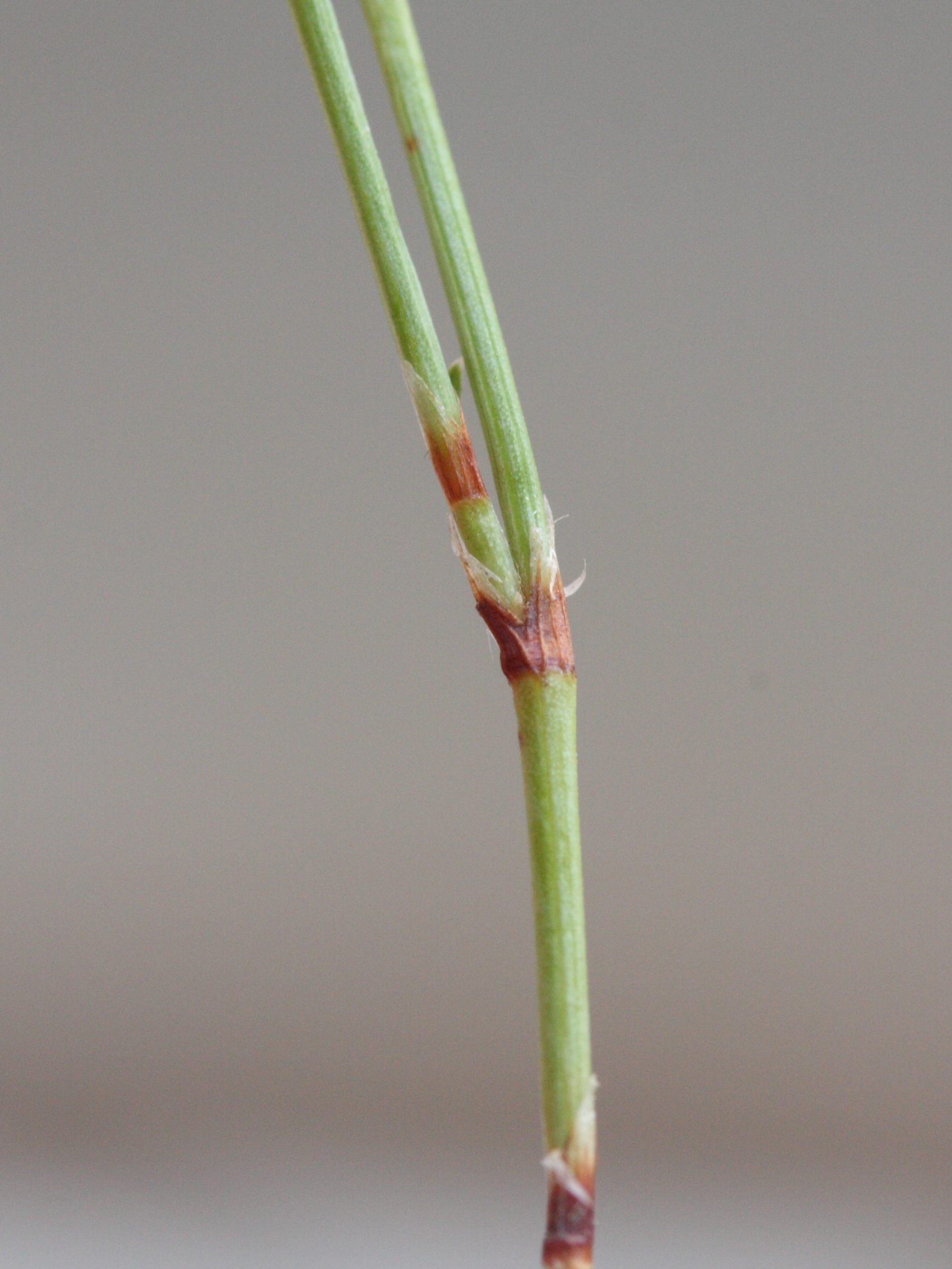 Afficher le média polygonum_equisetiforme3md polygonum_equisetiforme3md