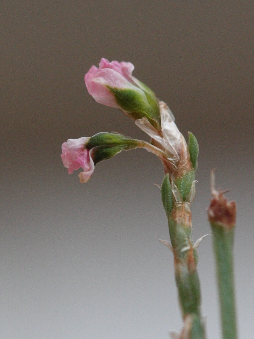 Afficher le média polygonum_equisetiforme4md polygonum_equisetiforme4md