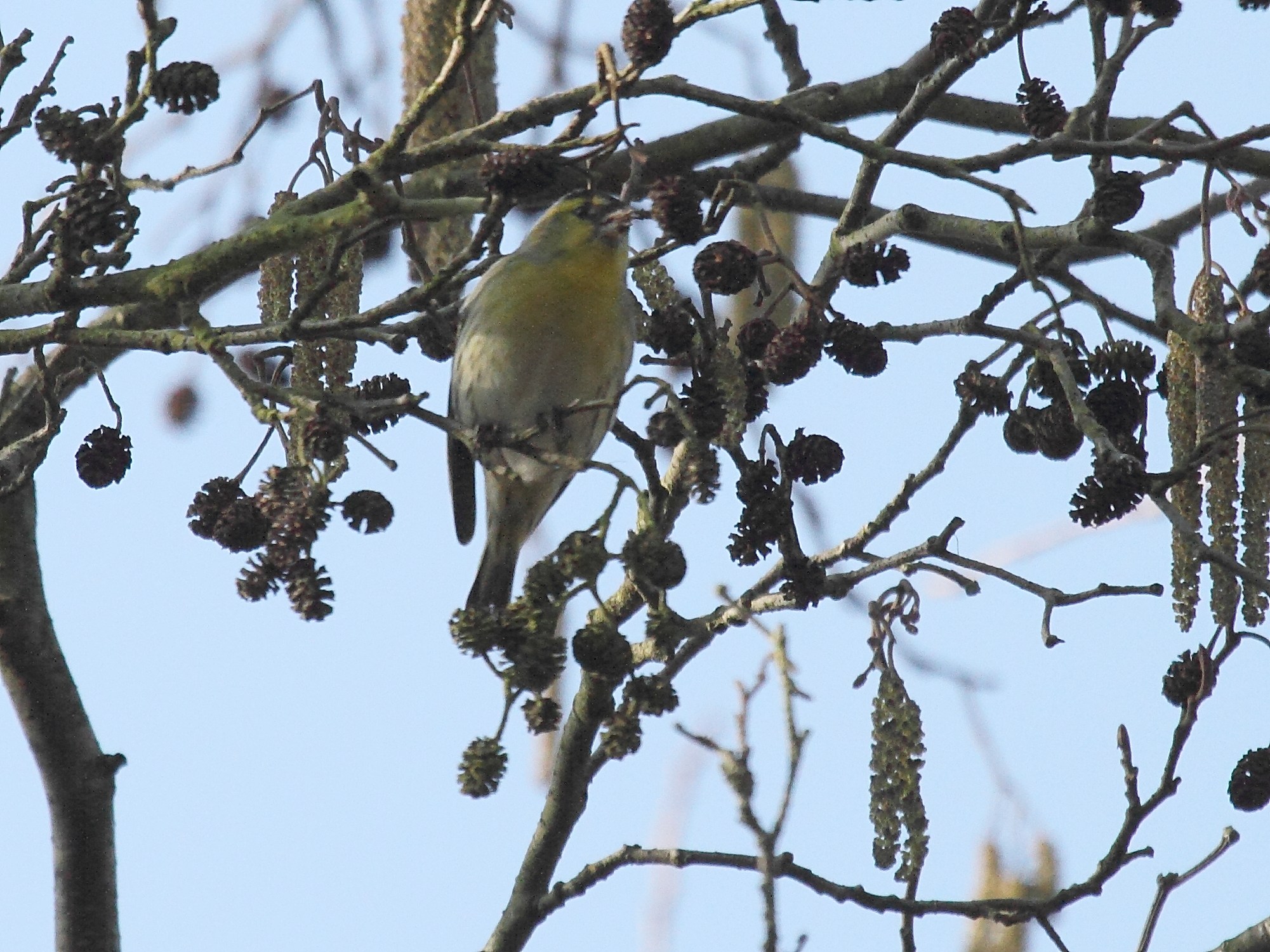 tarin_des_aulnes_-_spinus_spinus1bd