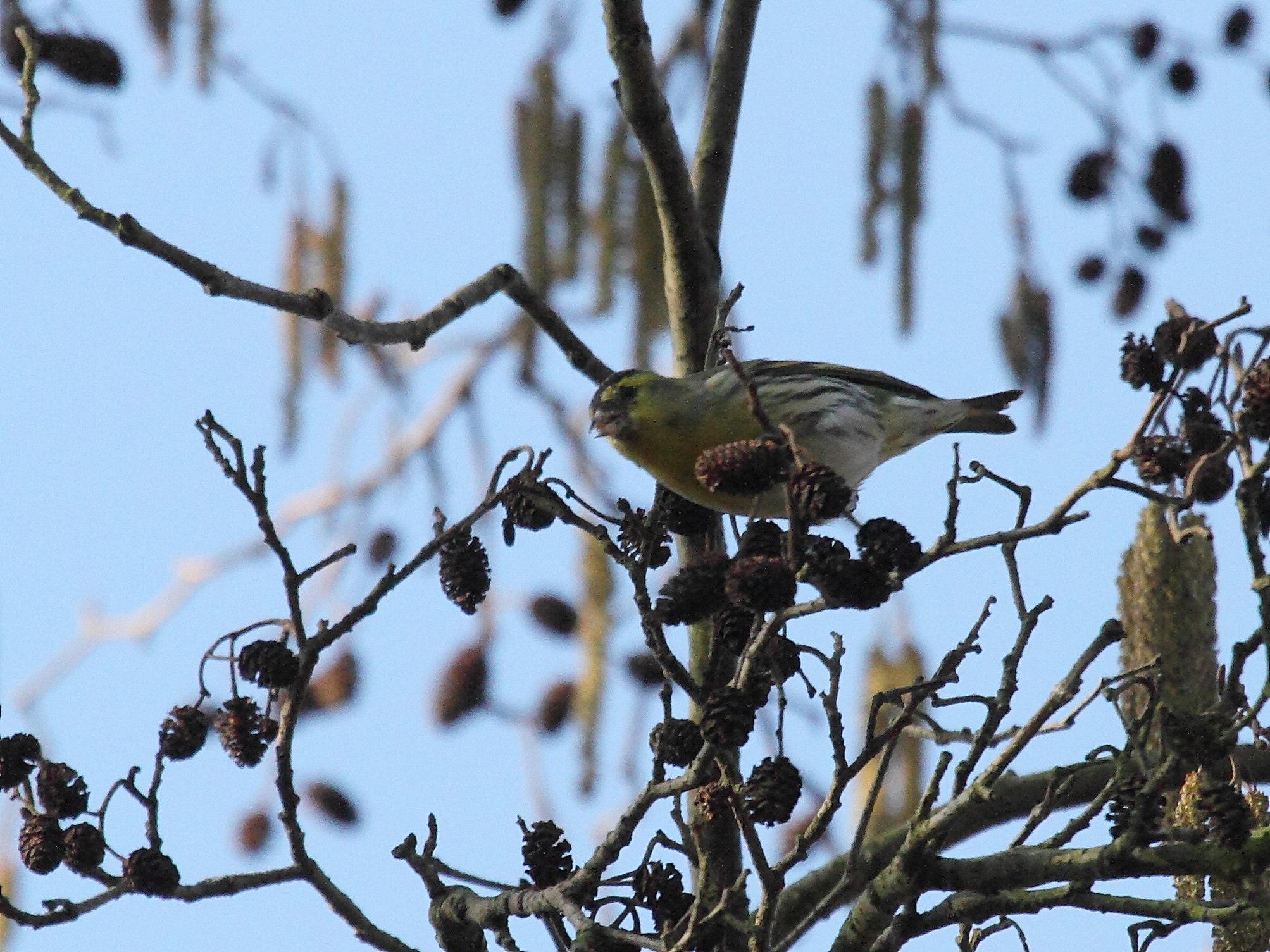 tarin_des_aulnes_-_spinus_spinus2bd