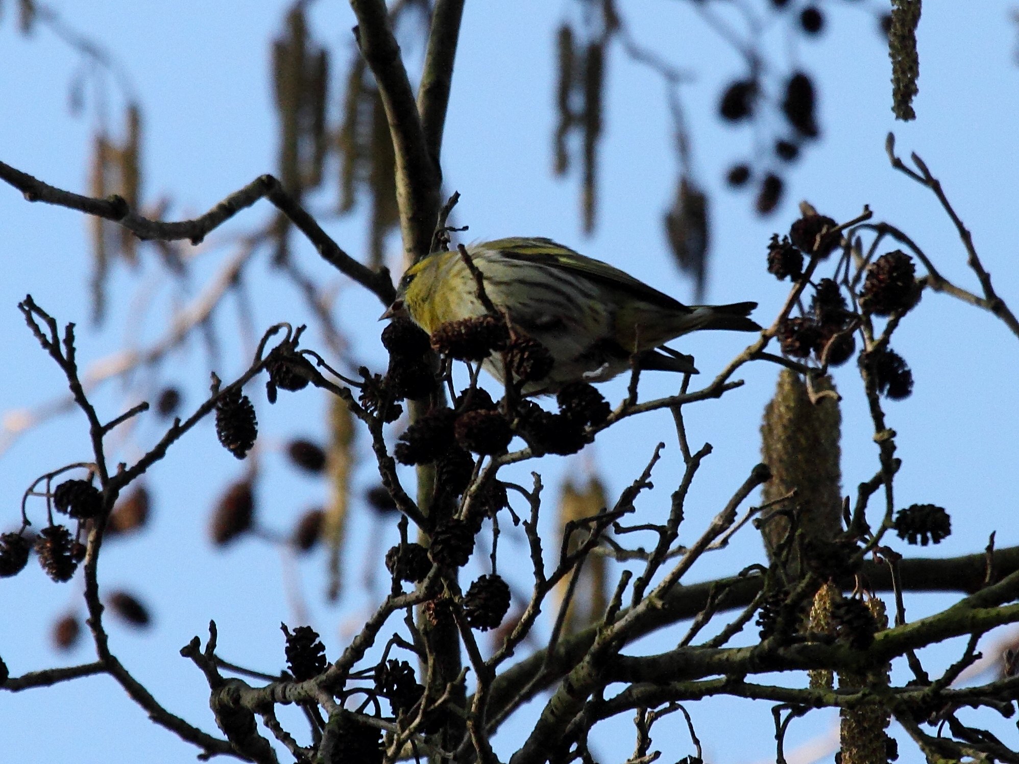 tarin_des_aulnes_-_spinus_spinus3bd