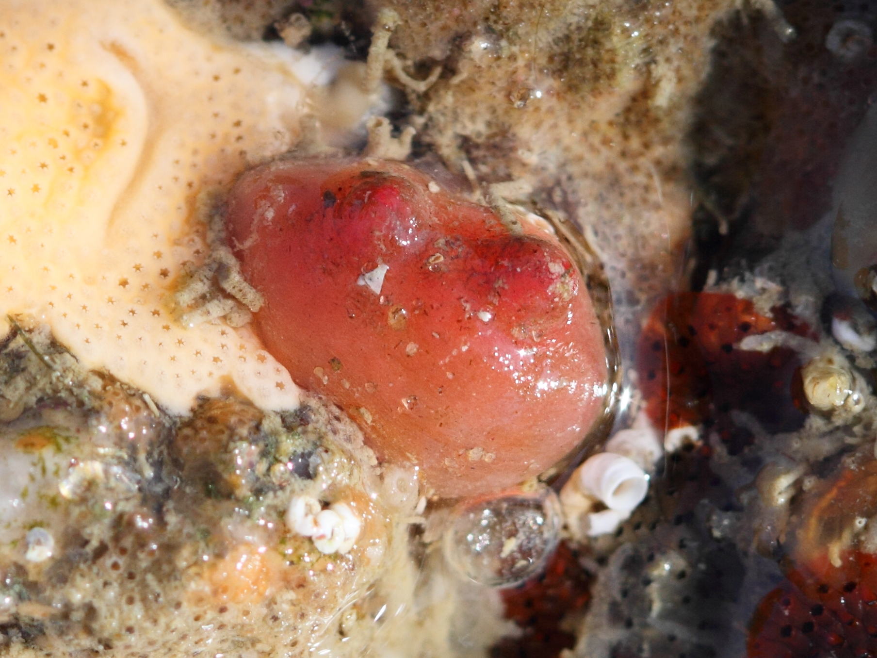 Afficher le média dendrodoa_grossularia1bd dendrodoa_grossularia1bd