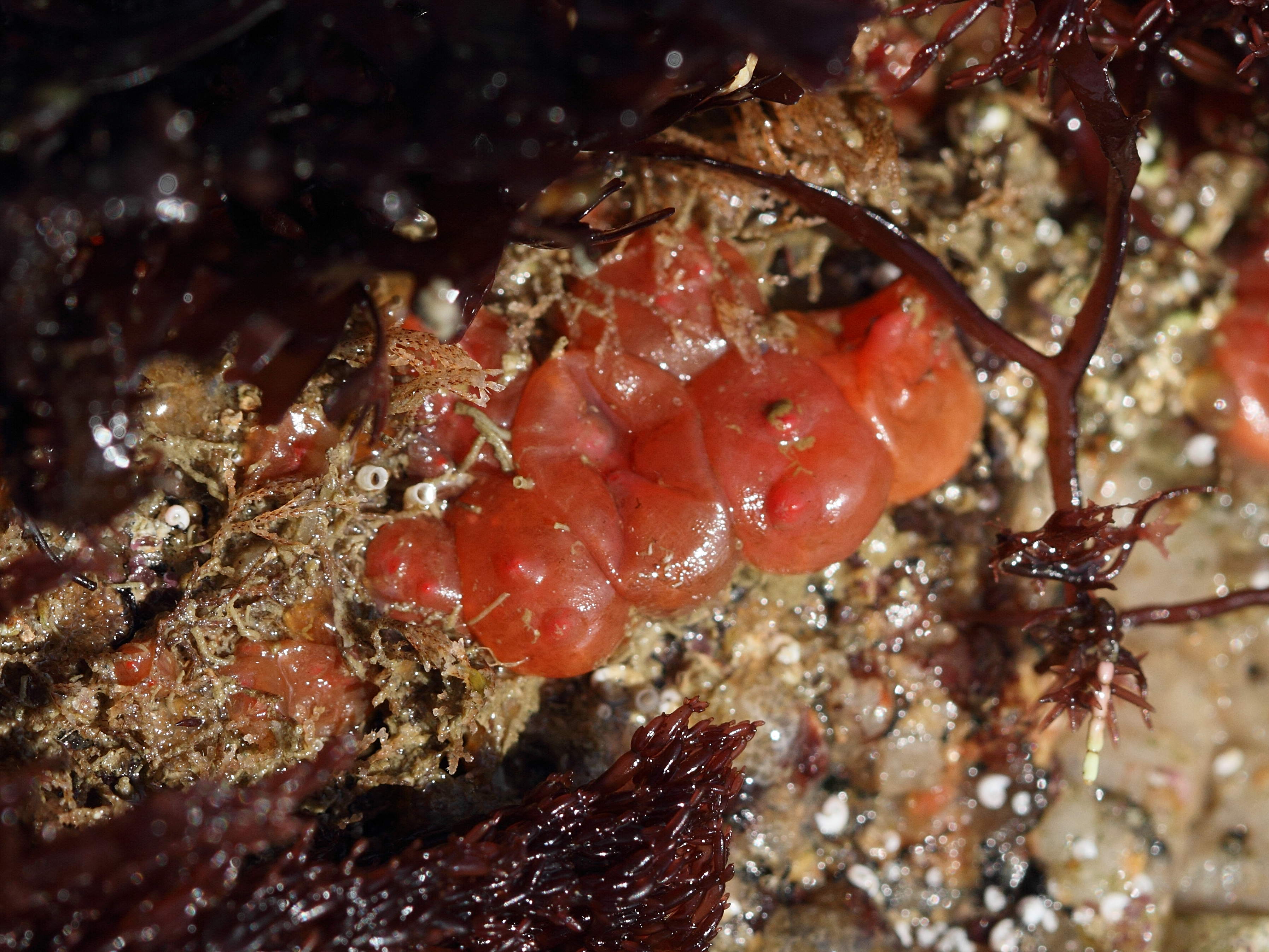 Afficher le média dendrodoa_grossularia2bd dendrodoa_grossularia2bd