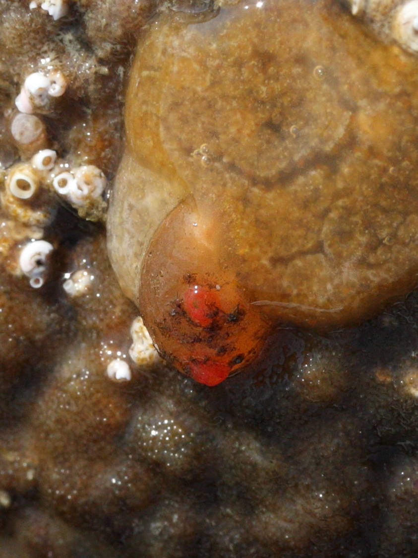 Afficher le média dendrodoa_grossularia3md dendrodoa_grossularia3md