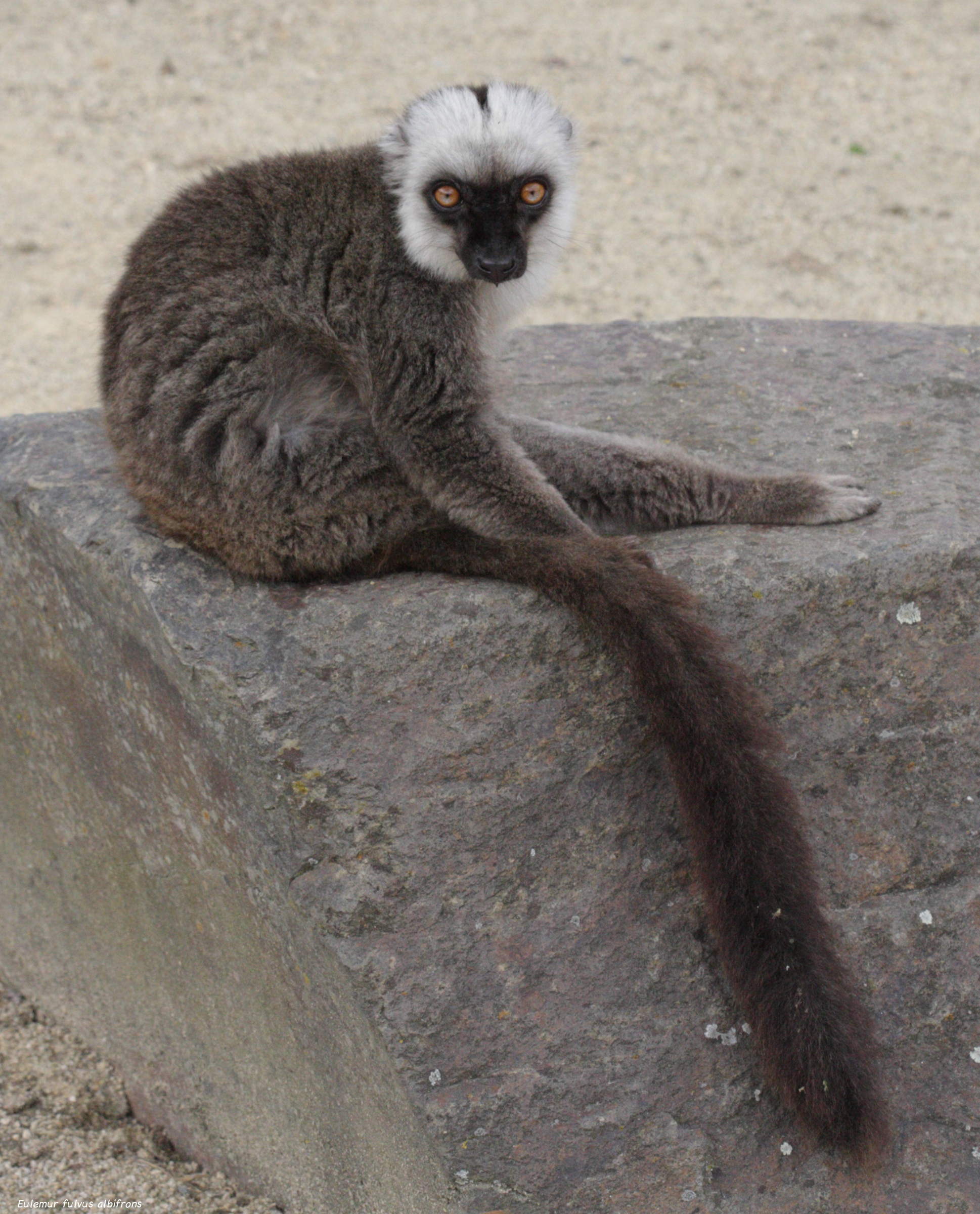 eulemur_fulvus_albifrons2bd