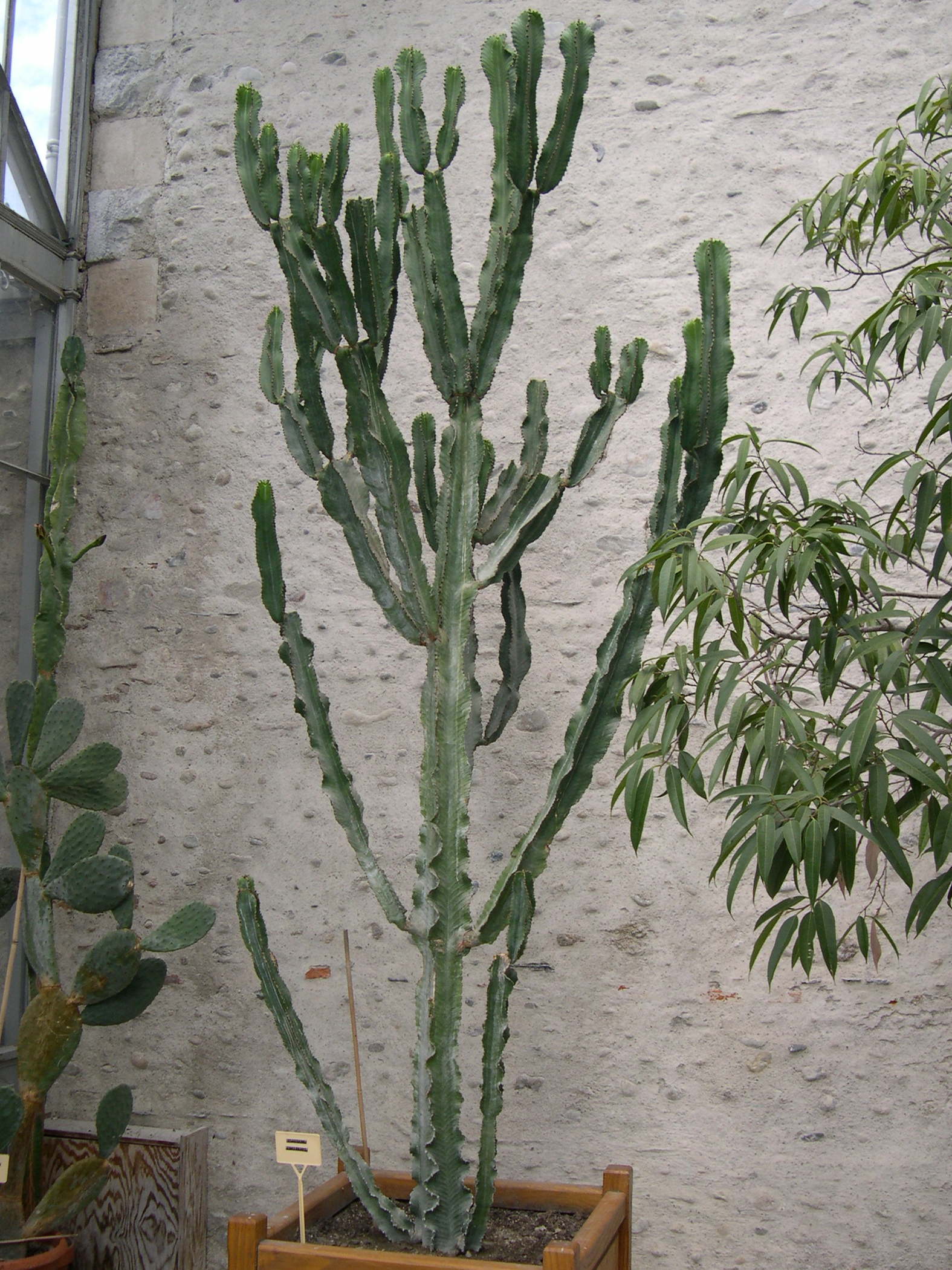 euphorbia_abyssinica1md