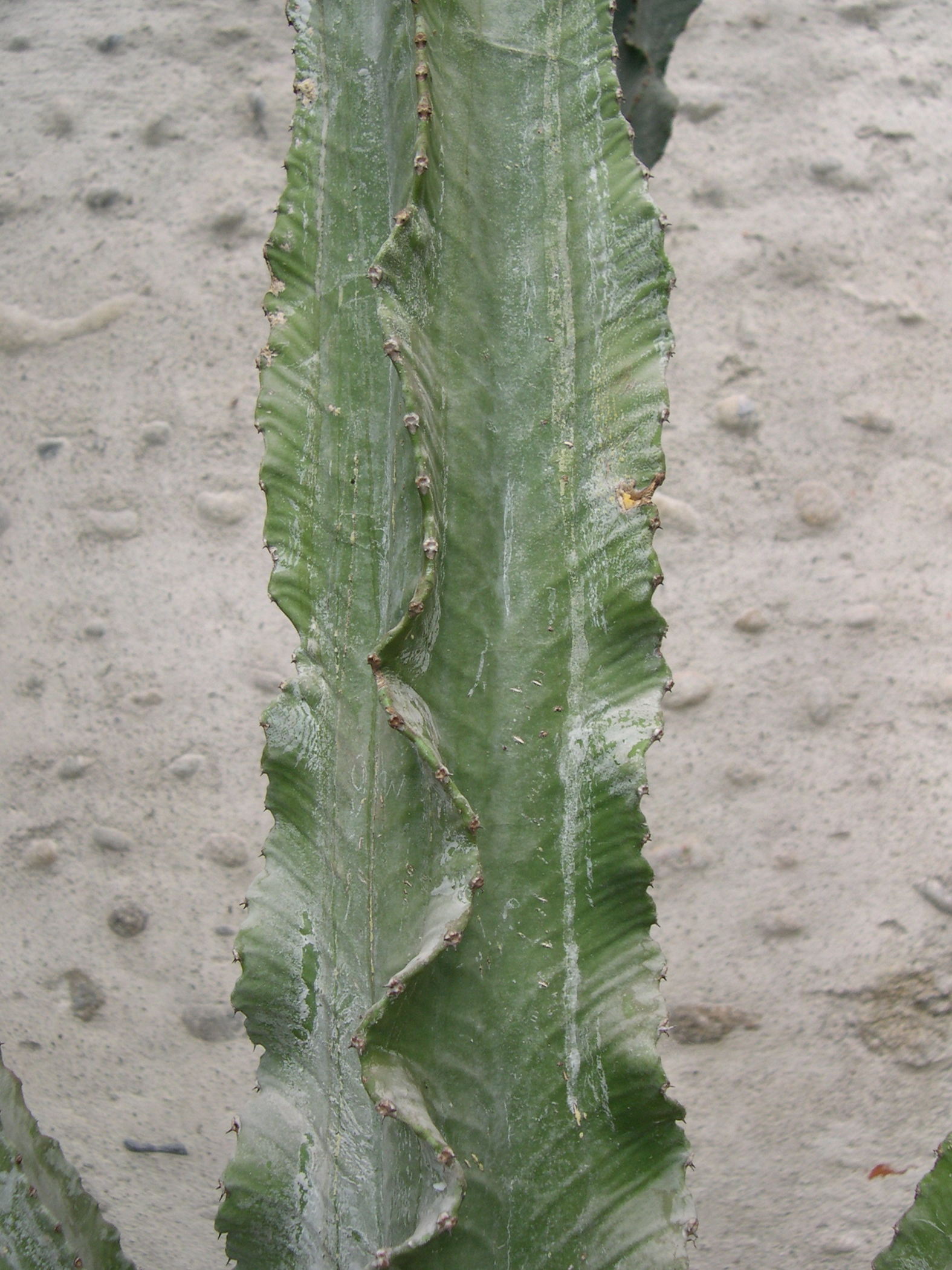 euphorbia_abyssinica2md