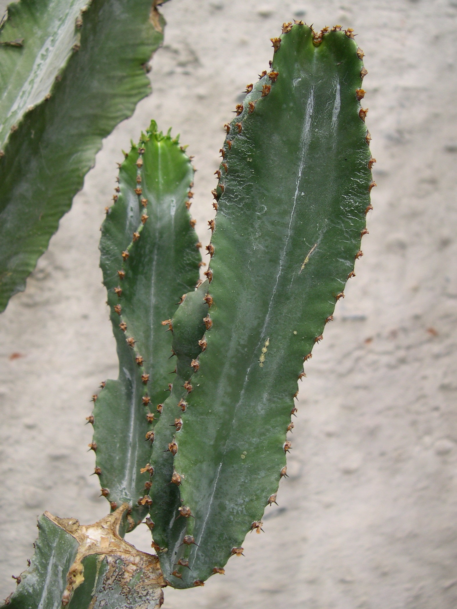 euphorbia_abyssinica3md