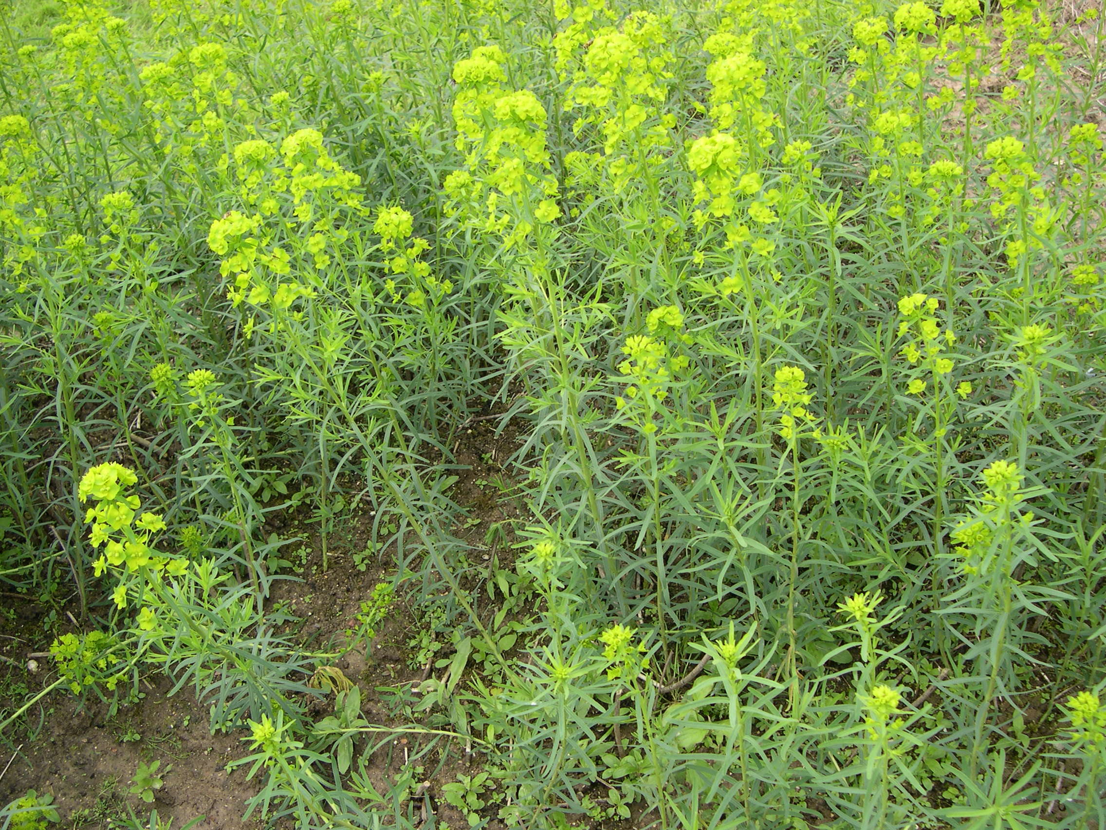 Afficher le média euphorbia_esula_saratoi1md euphorbia_esula_saratoi1md