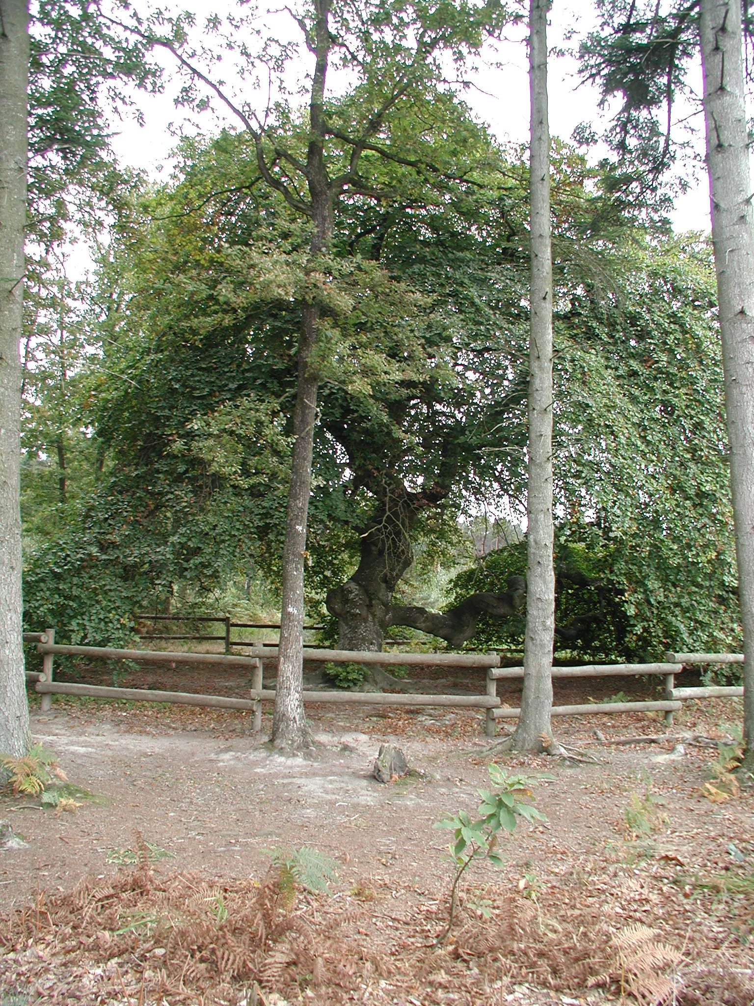 Afficher le média fagus_sylvatica_faux-de-verzy1bd fagus_sylvatica_faux-de-verzy1bd