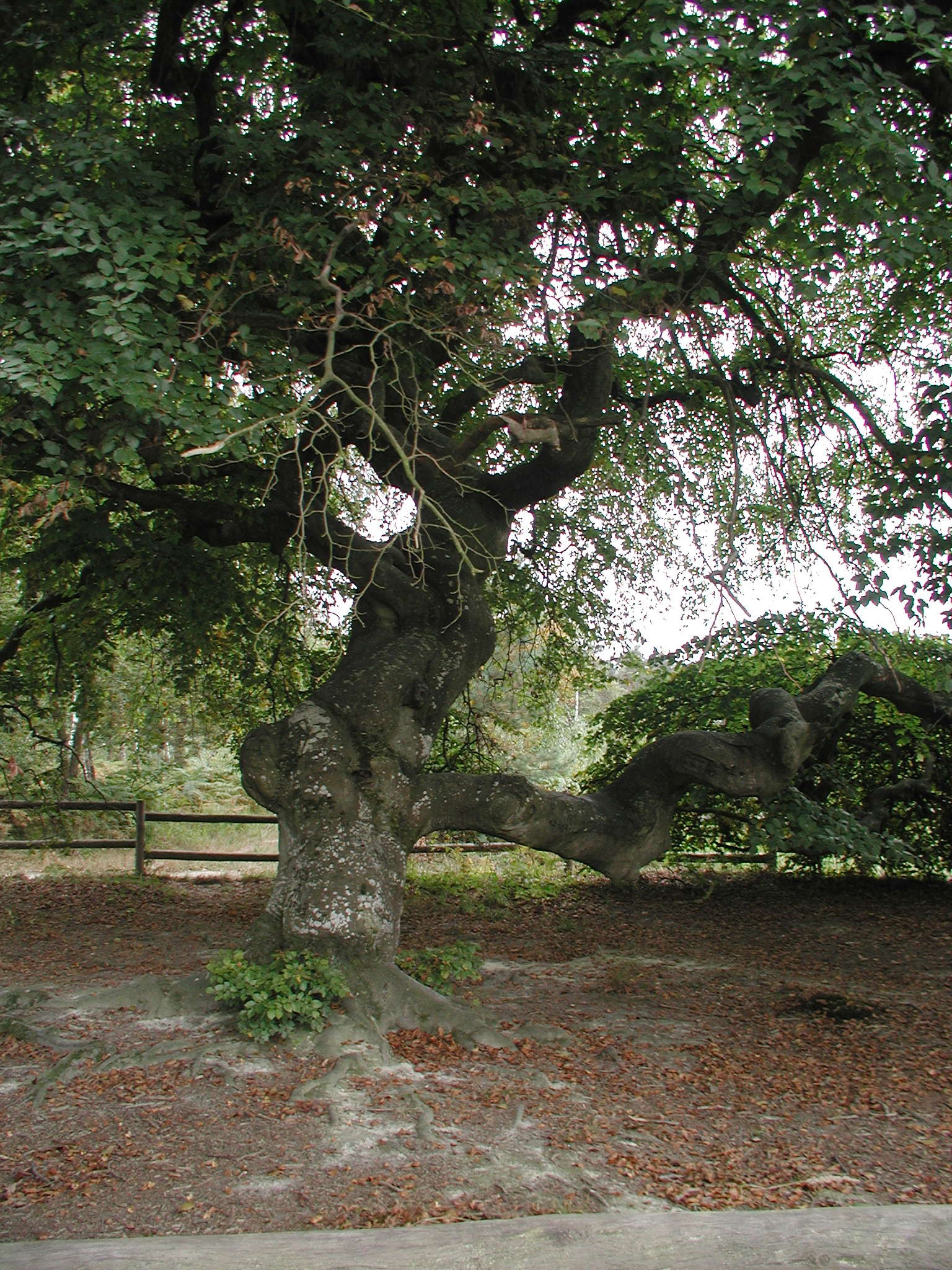 Afficher le média fagus_sylvatica_faux-de-verzy2bd fagus_sylvatica_faux-de-verzy2bd