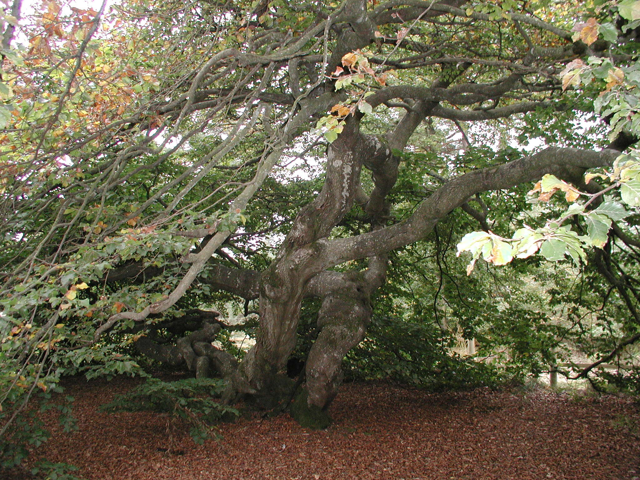 Afficher le média fagus_sylvatica_faux-de-verzy3bd fagus_sylvatica_faux-de-verzy3bd