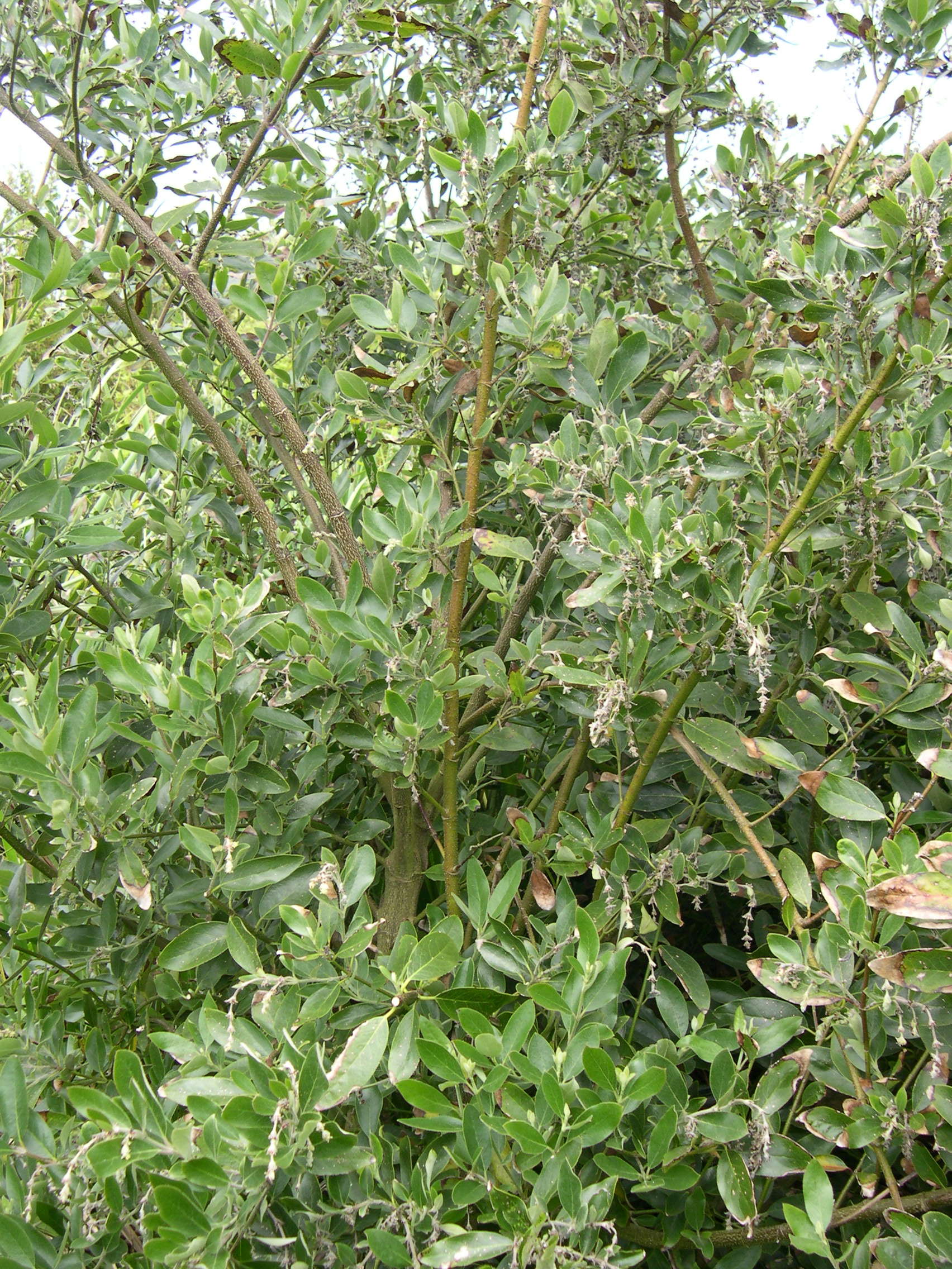 garrya_x_thuretii1md