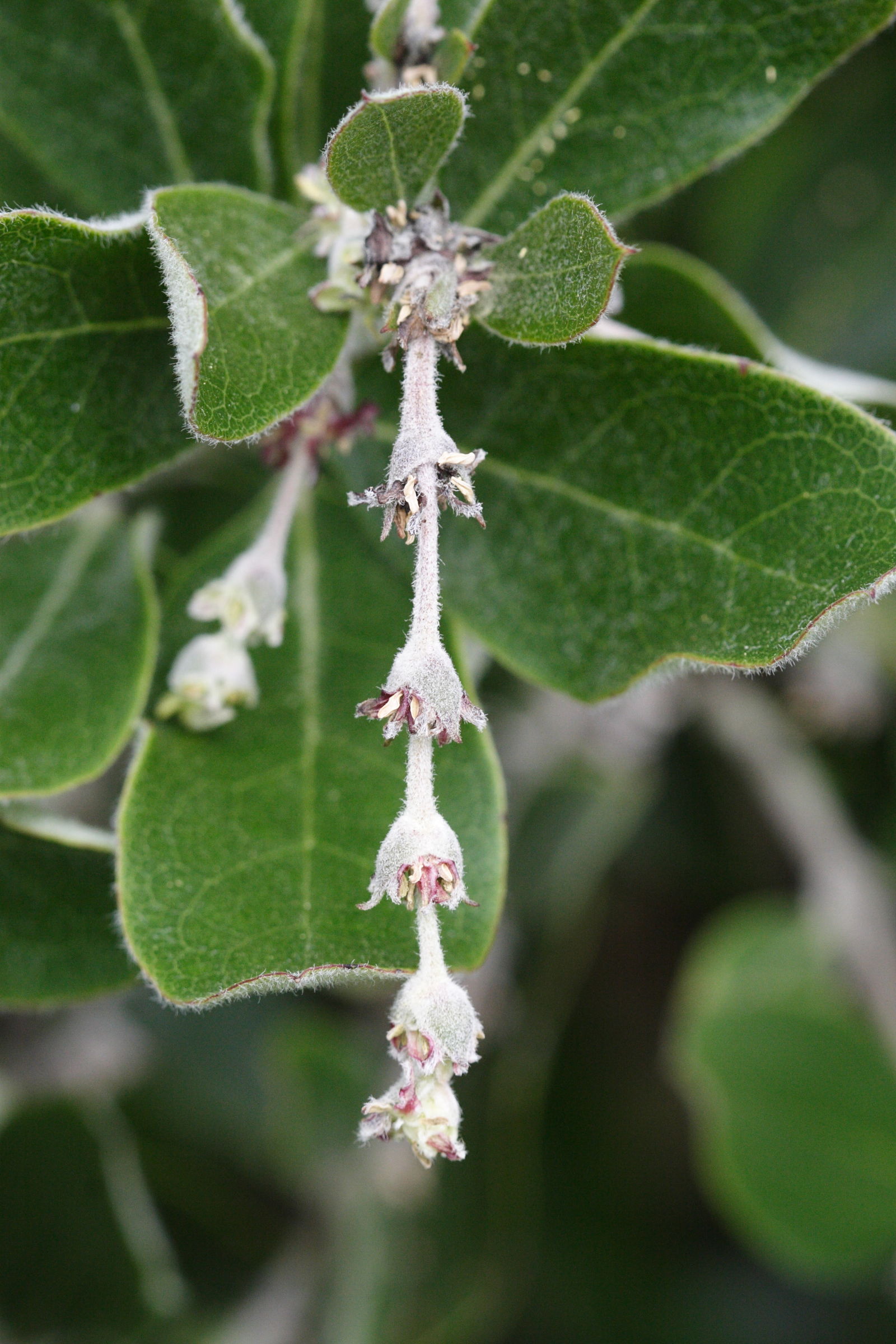 garrya_x_thuretii2md