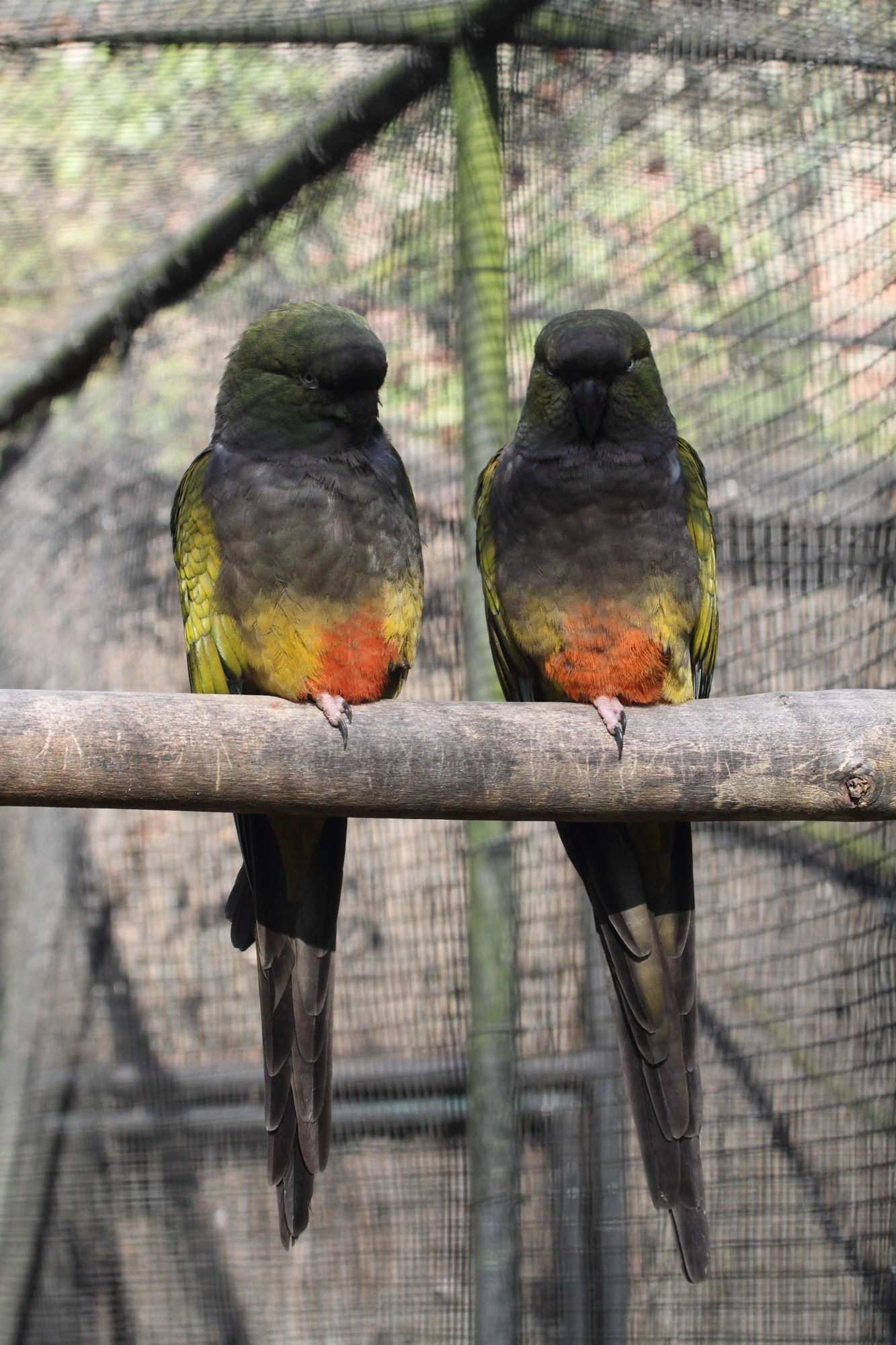 perruche_de_patagonie_-_cyanoliseus_patagonus1bd