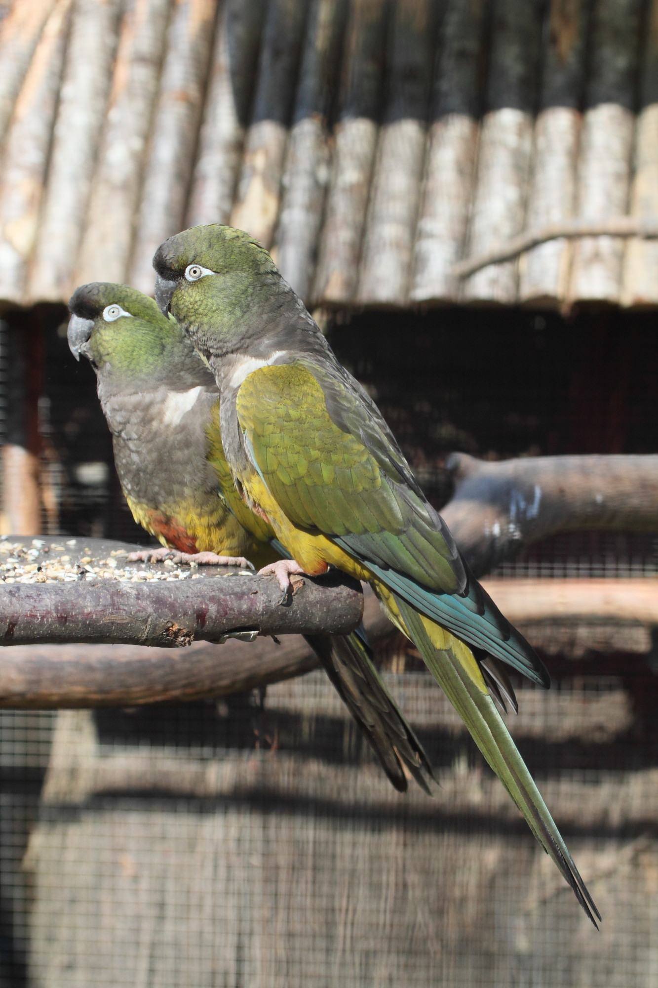 perruche_de_patagonie_-_cyanoliseus_patagonus2bd