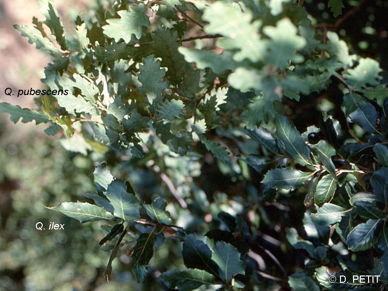 quercus_pubescens0dap
