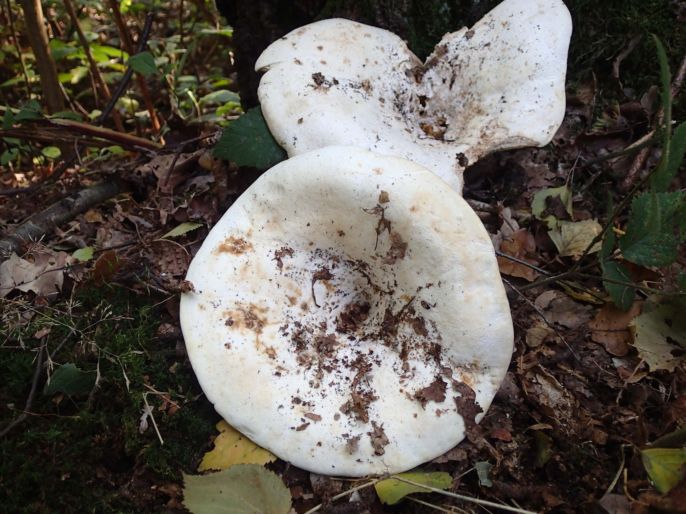 lactarius_controversus1md