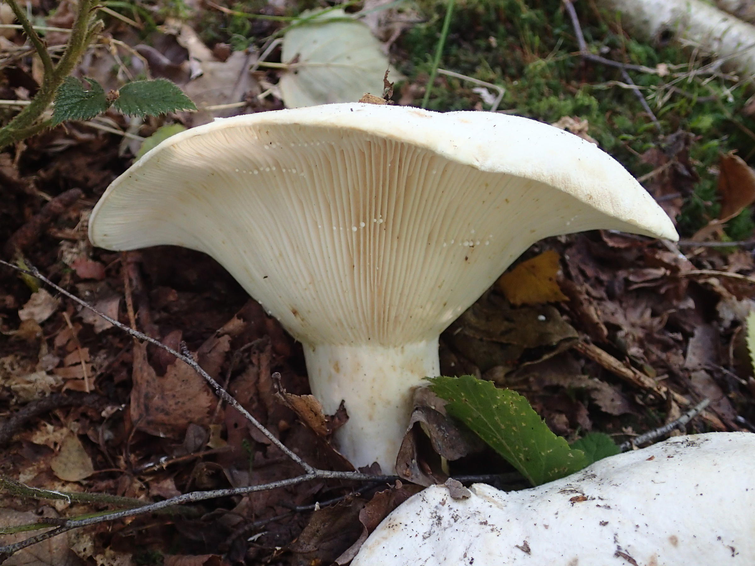 lactarius_controversus2md