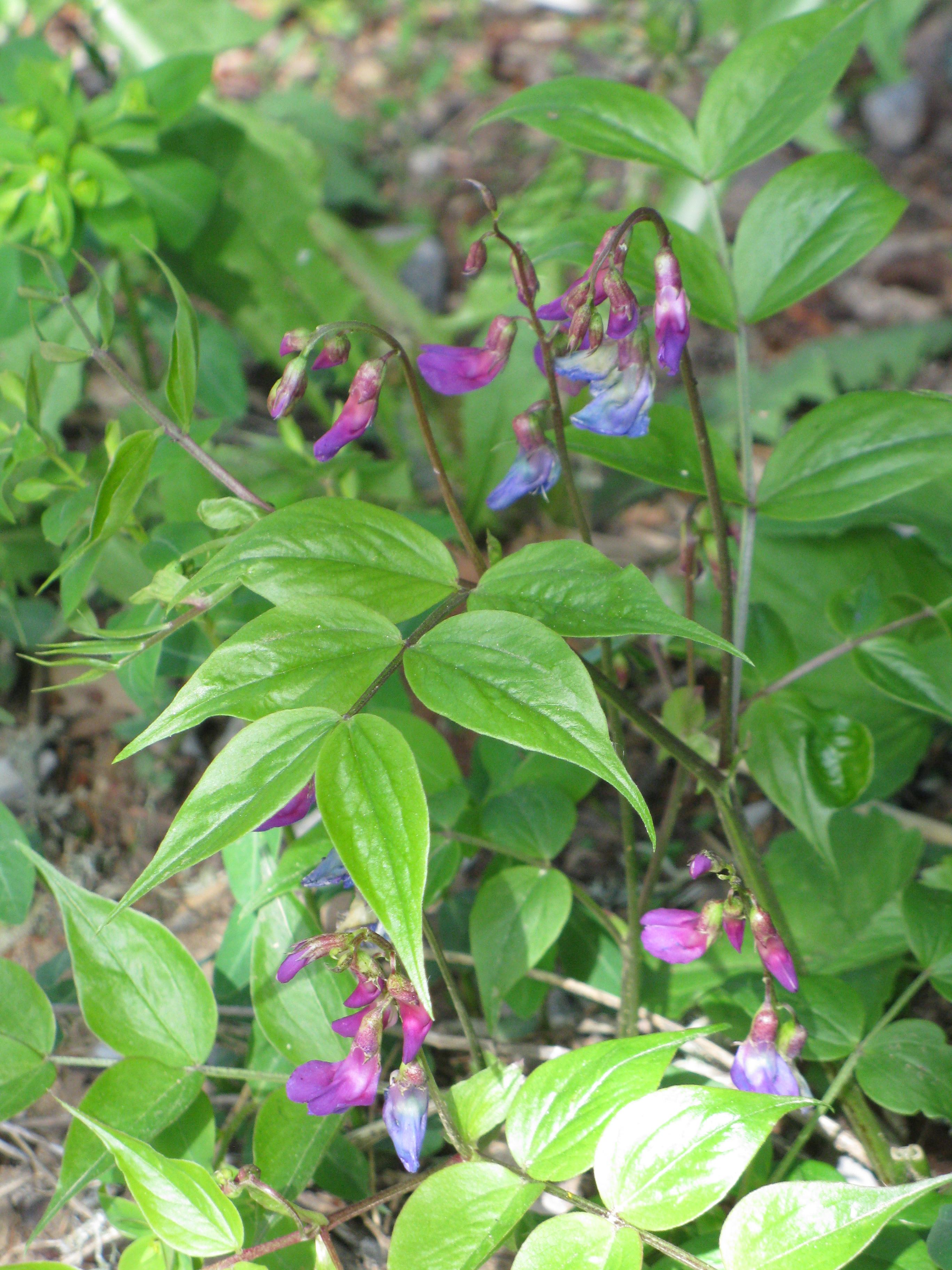 Afficher le média lathyrus_vernus1mv lathyrus_vernus1mv