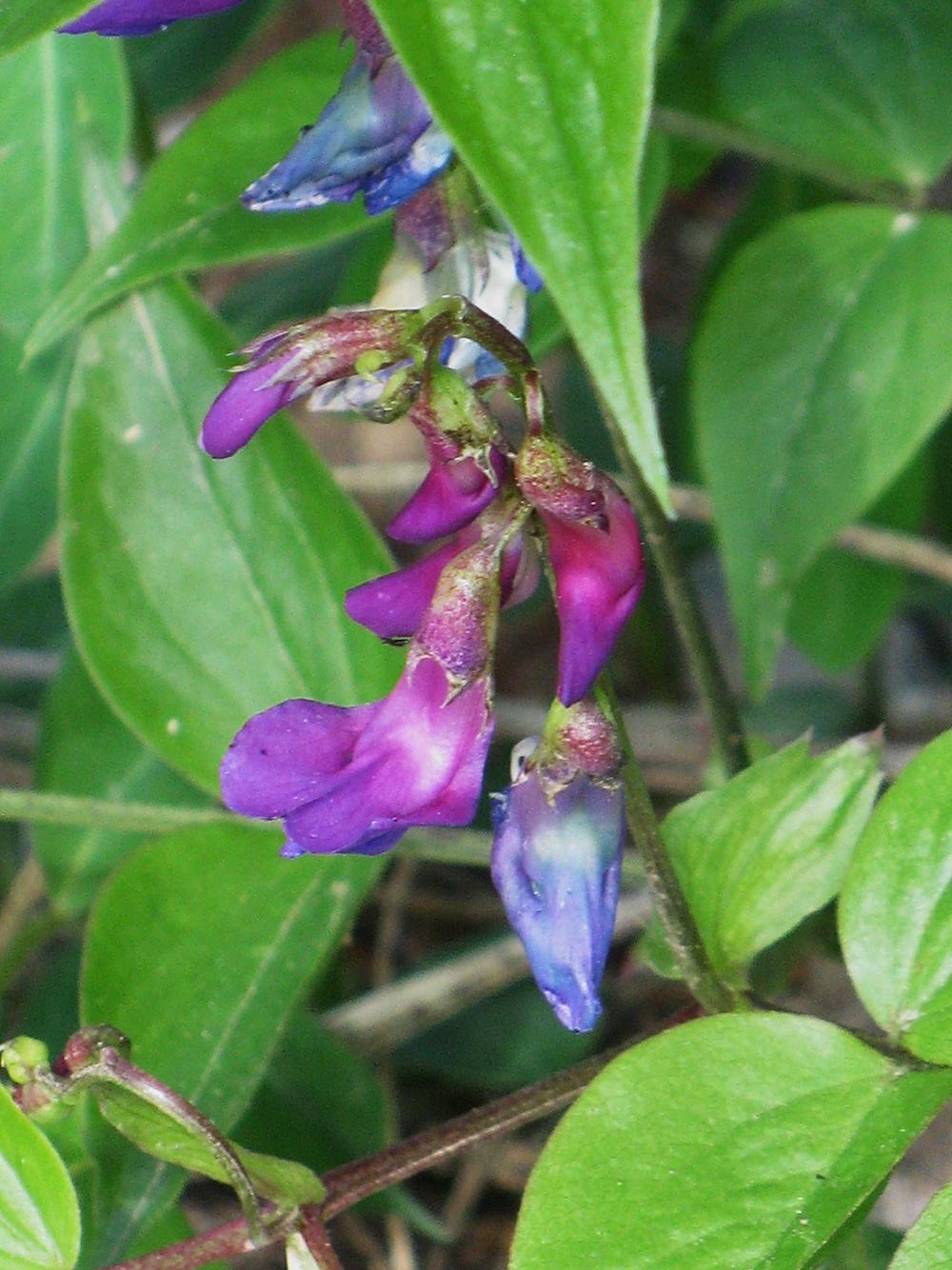 Afficher le média lathyrus_vernus2mv lathyrus_vernus2mv