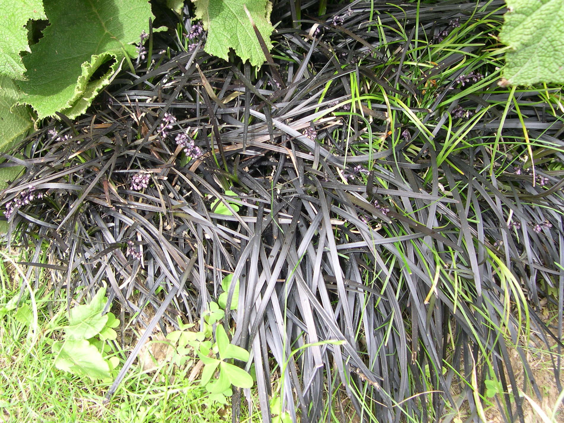 Afficher le média ophiopogon_planiscapus-nigrescens1md ophiopogon_planiscapus-nigrescens1md